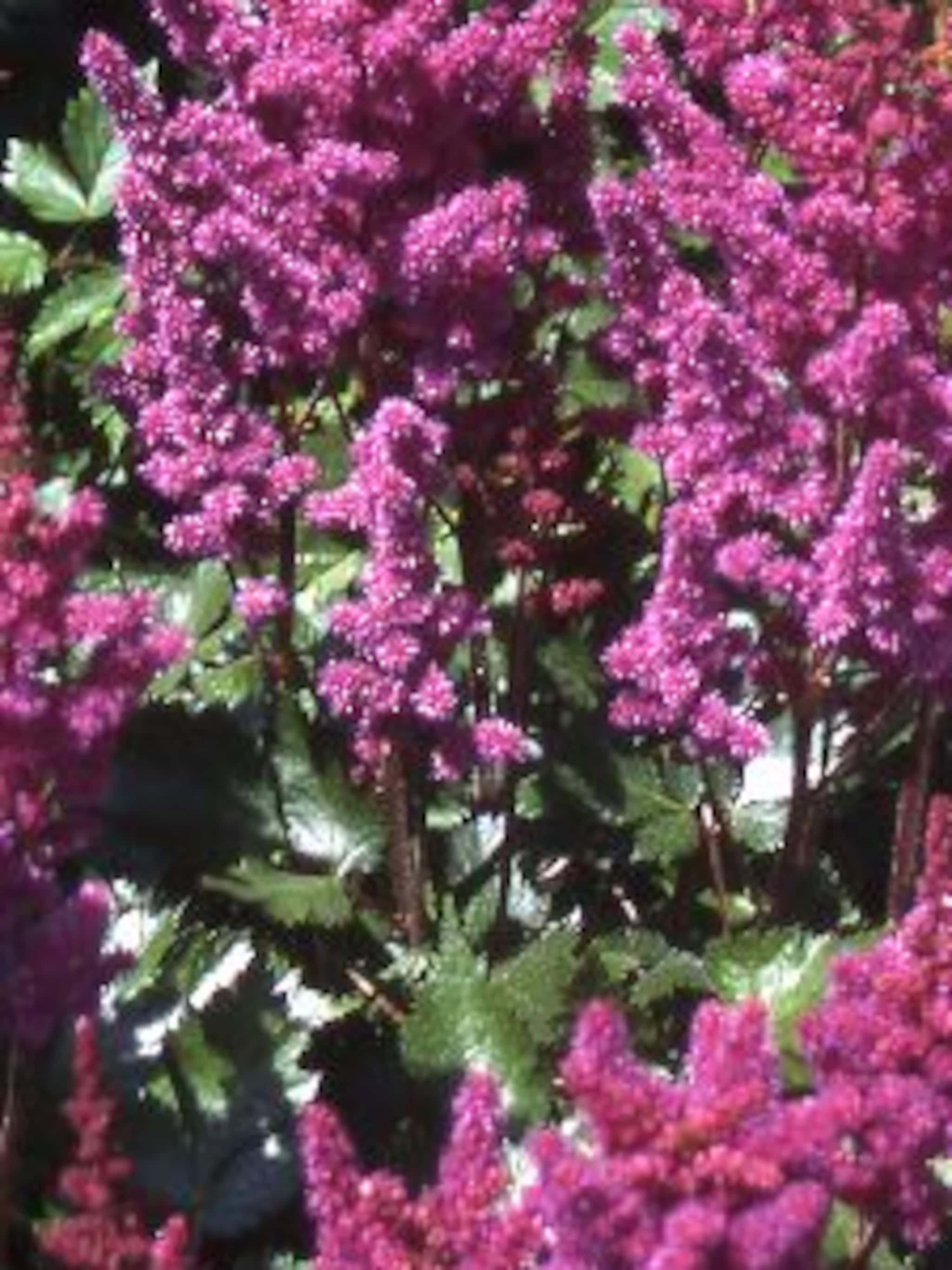 pluimspirea visions