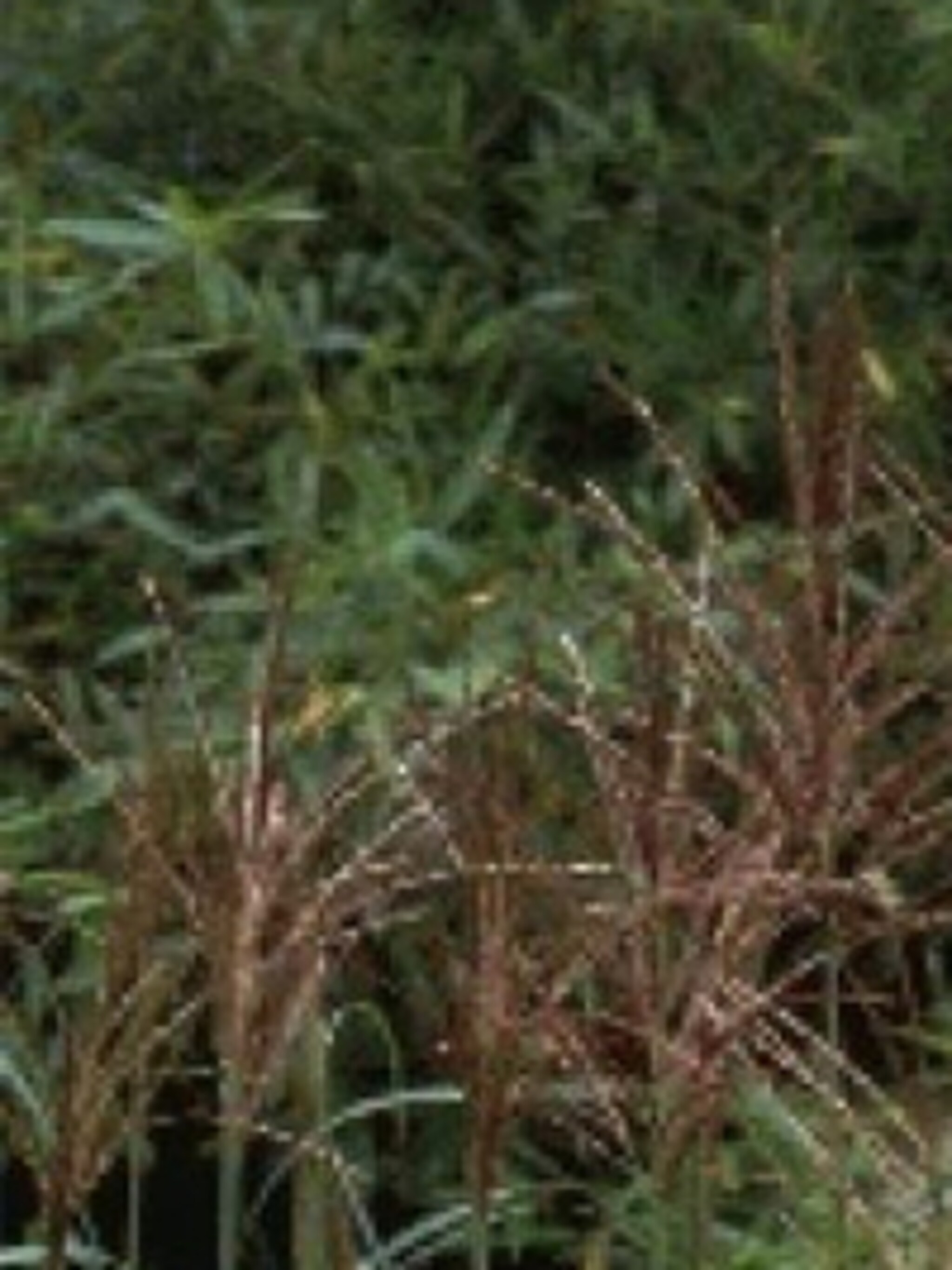 prachtriet malepartus