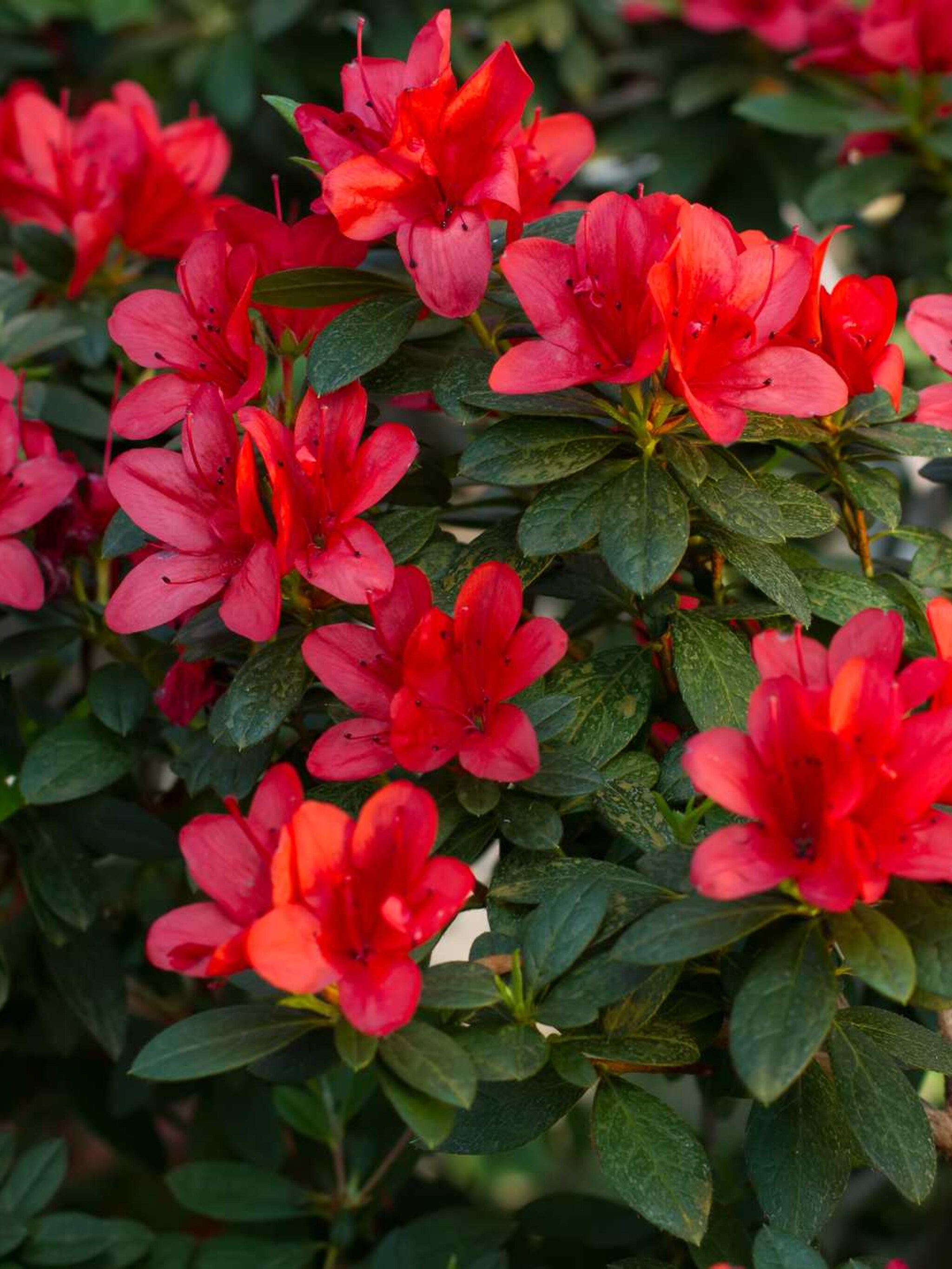 chinese azalea