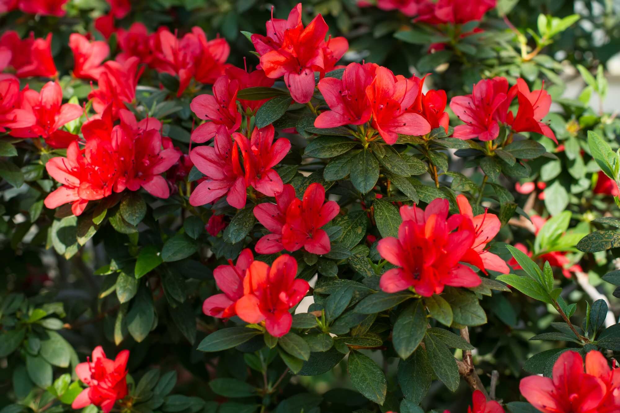 beeld vtwonen Shutterstock / margostock
