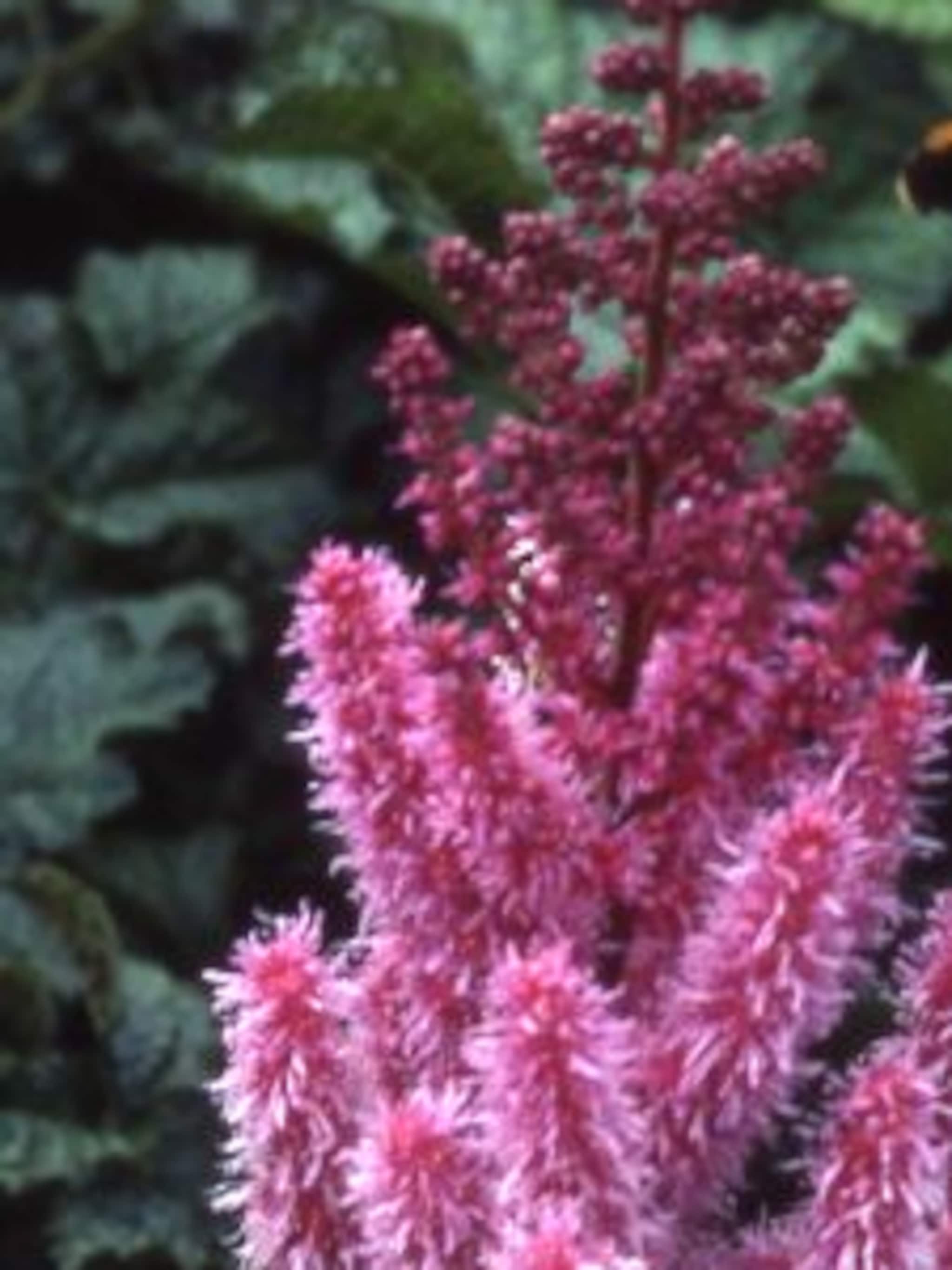 pluimspirea purpurkerze
