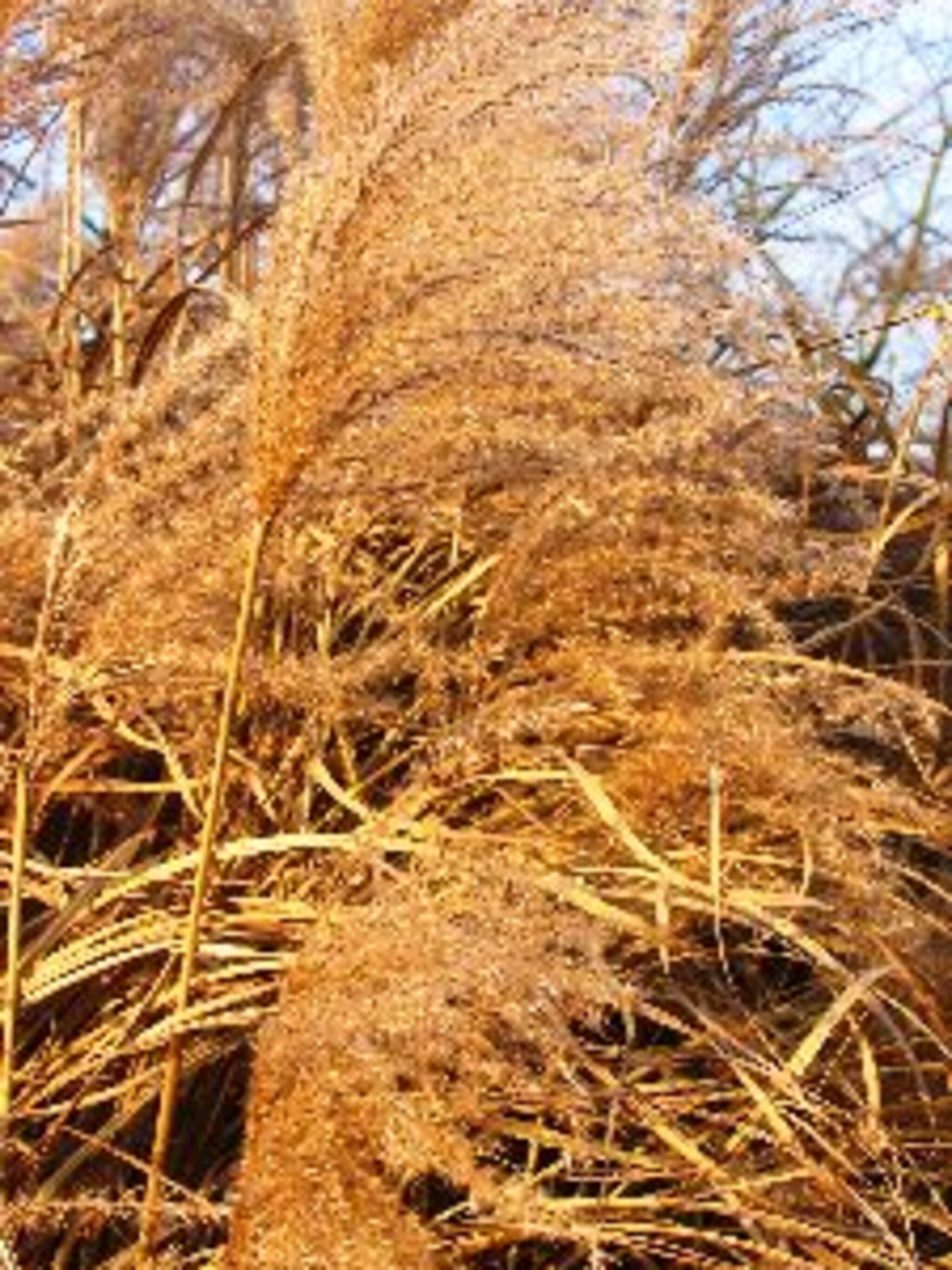 prachtriet gracillimus