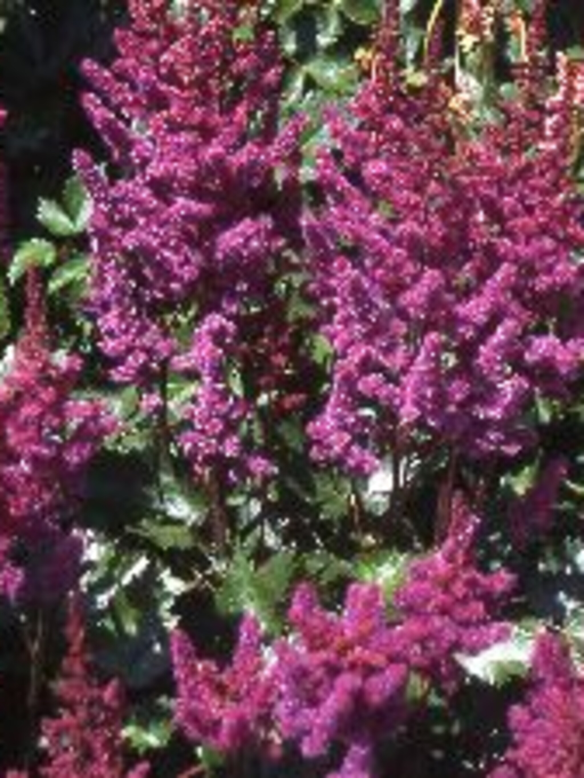 pluimspirea superba