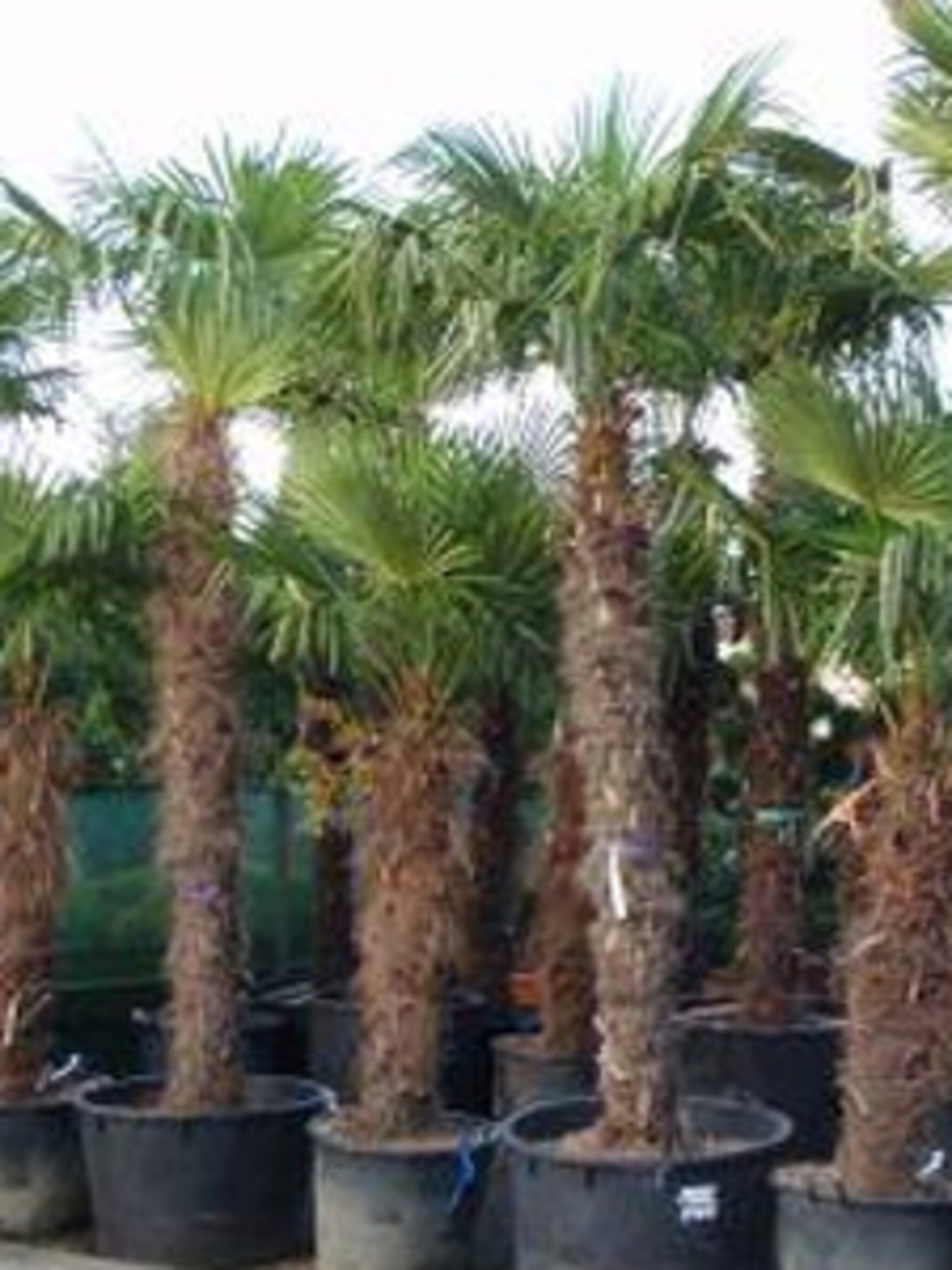 windmolenpalm