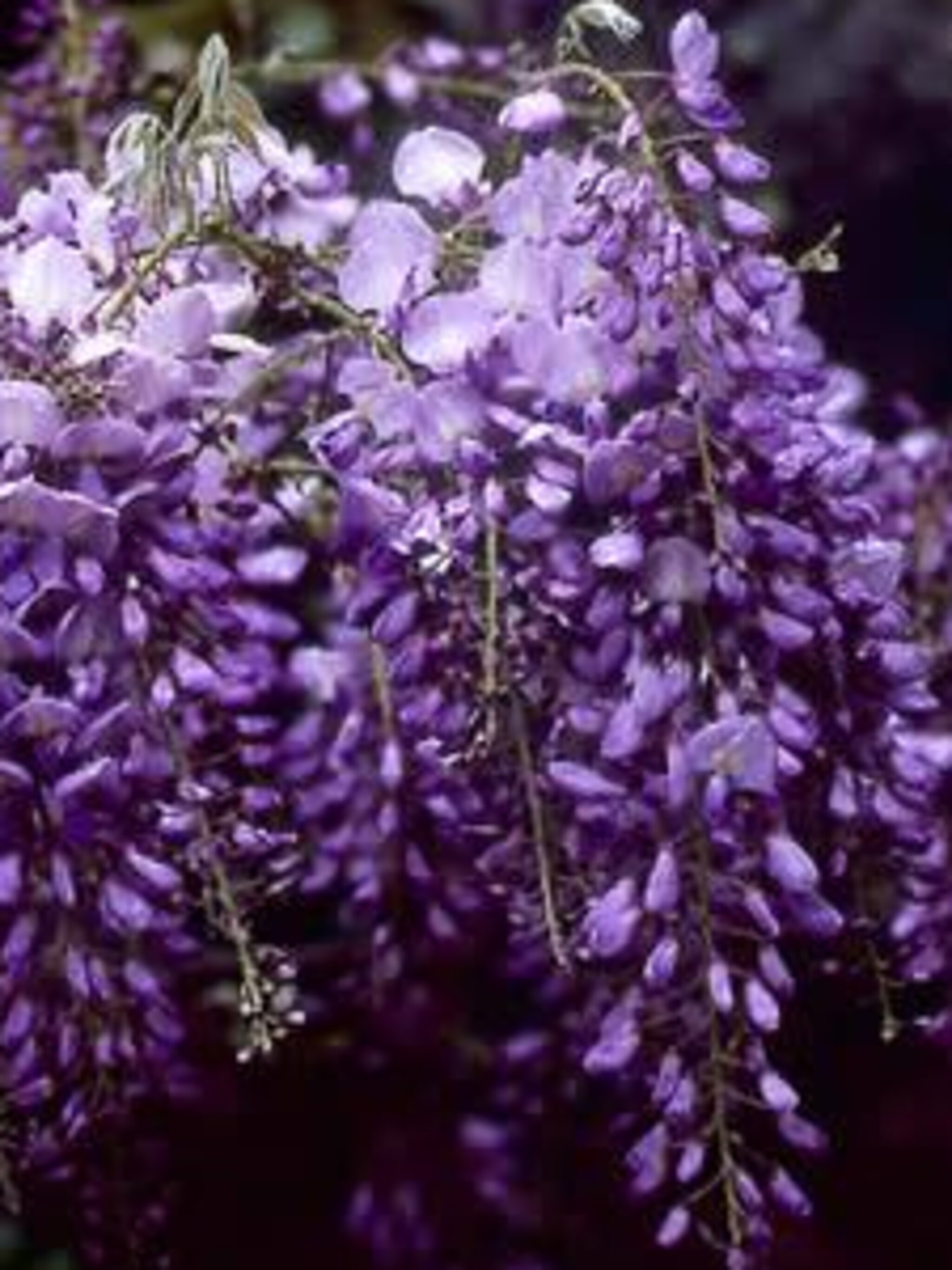 blauweregen prolific