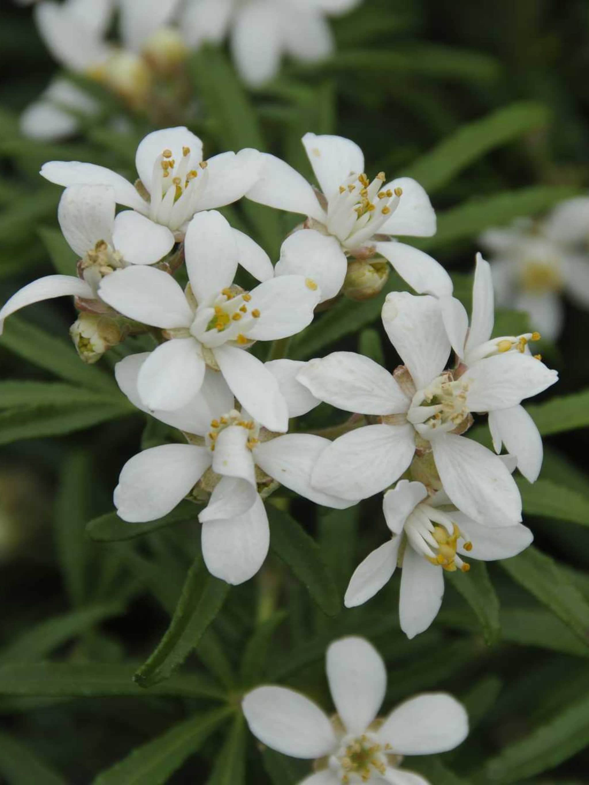 choisya brica