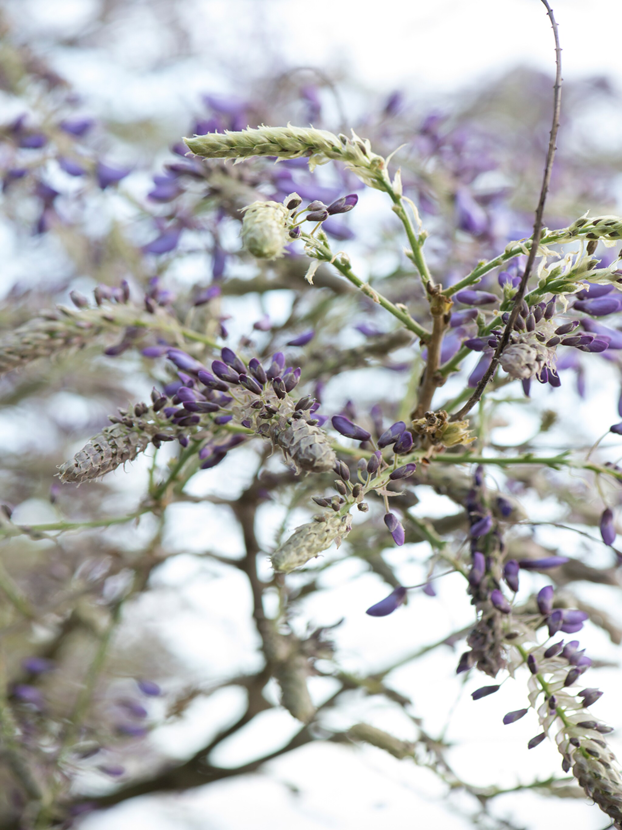 blauweregen wisteria sinensis