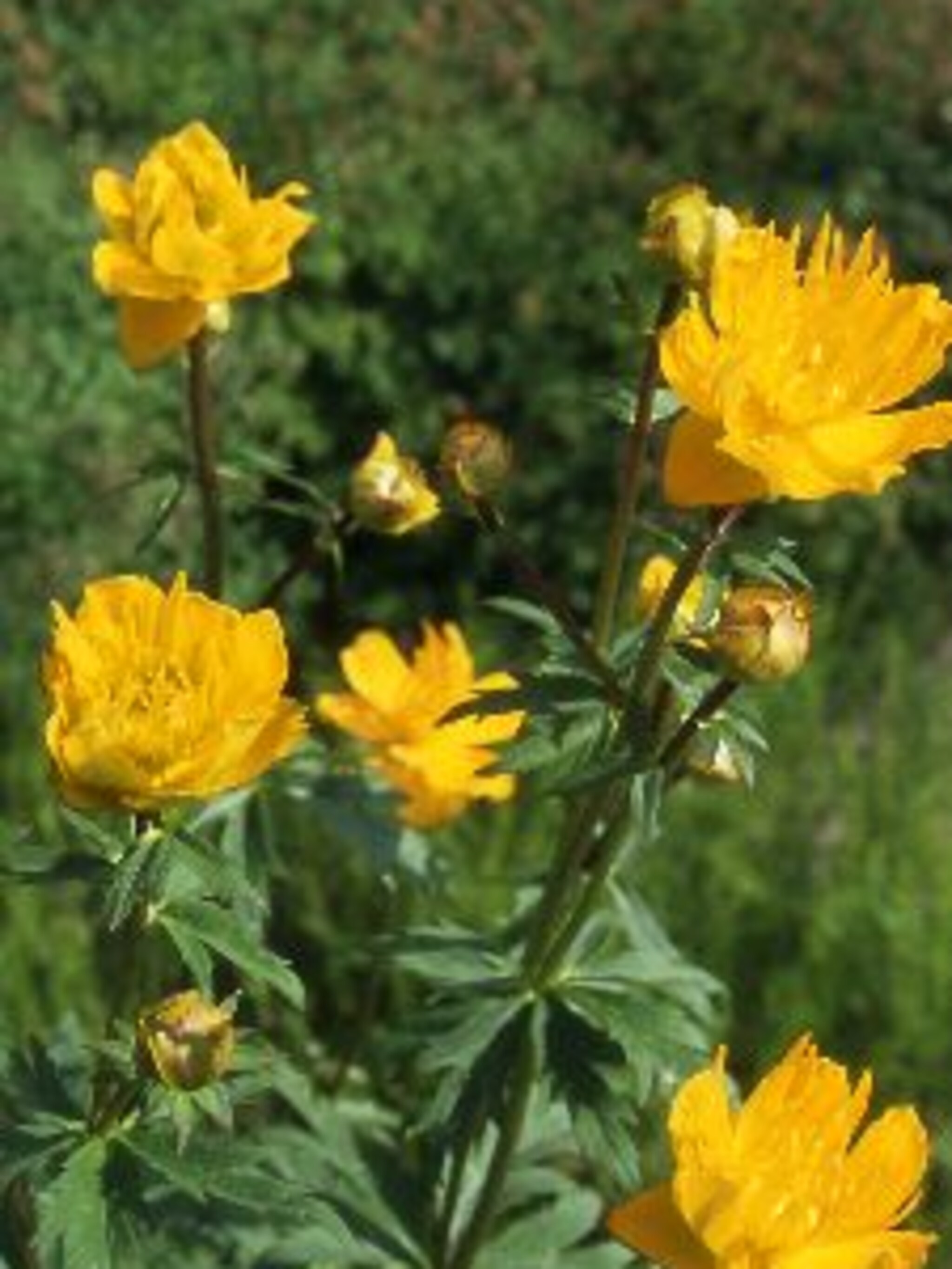 kogelboterbloem golden queen