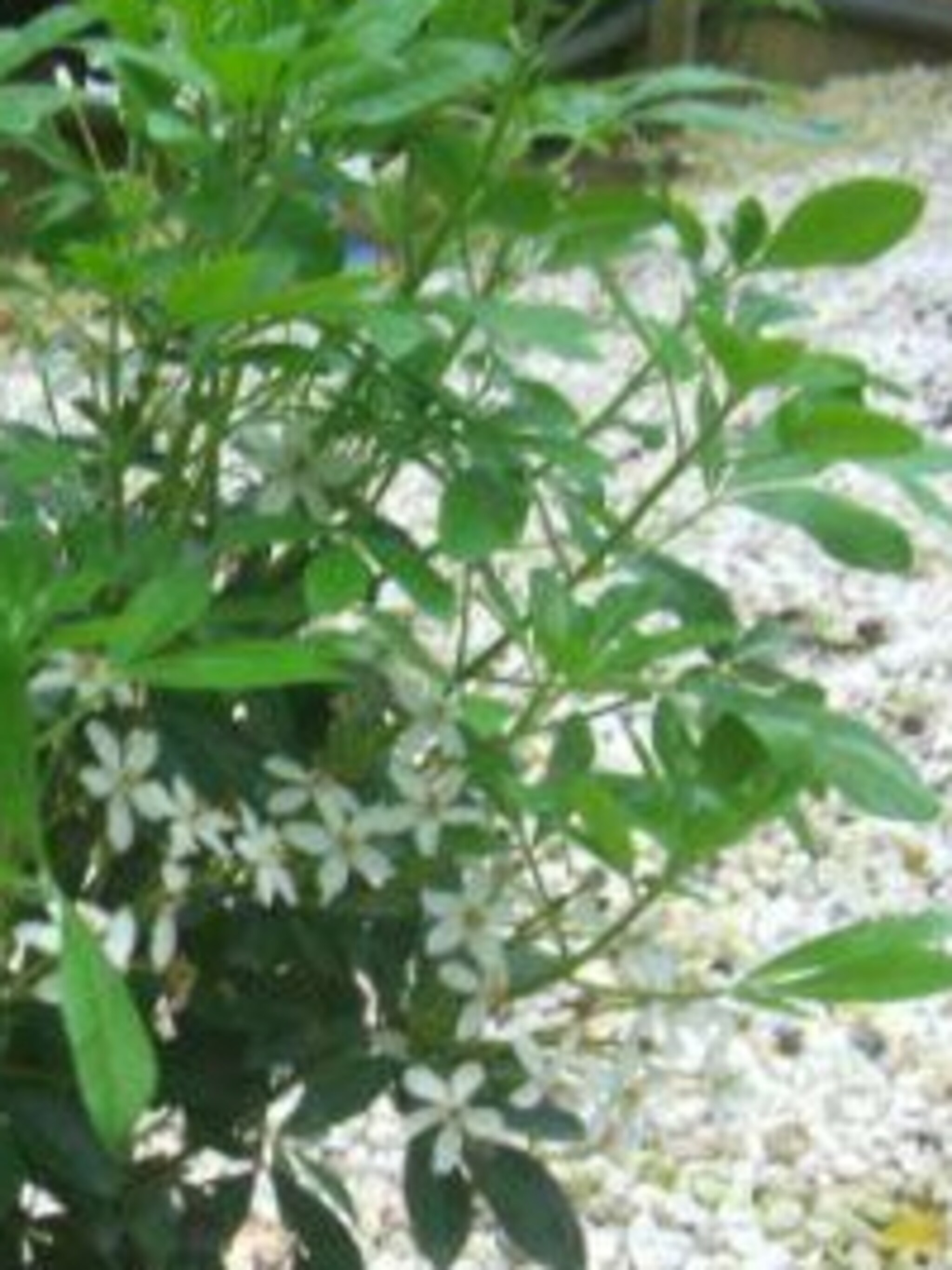 choisya choisya ternata