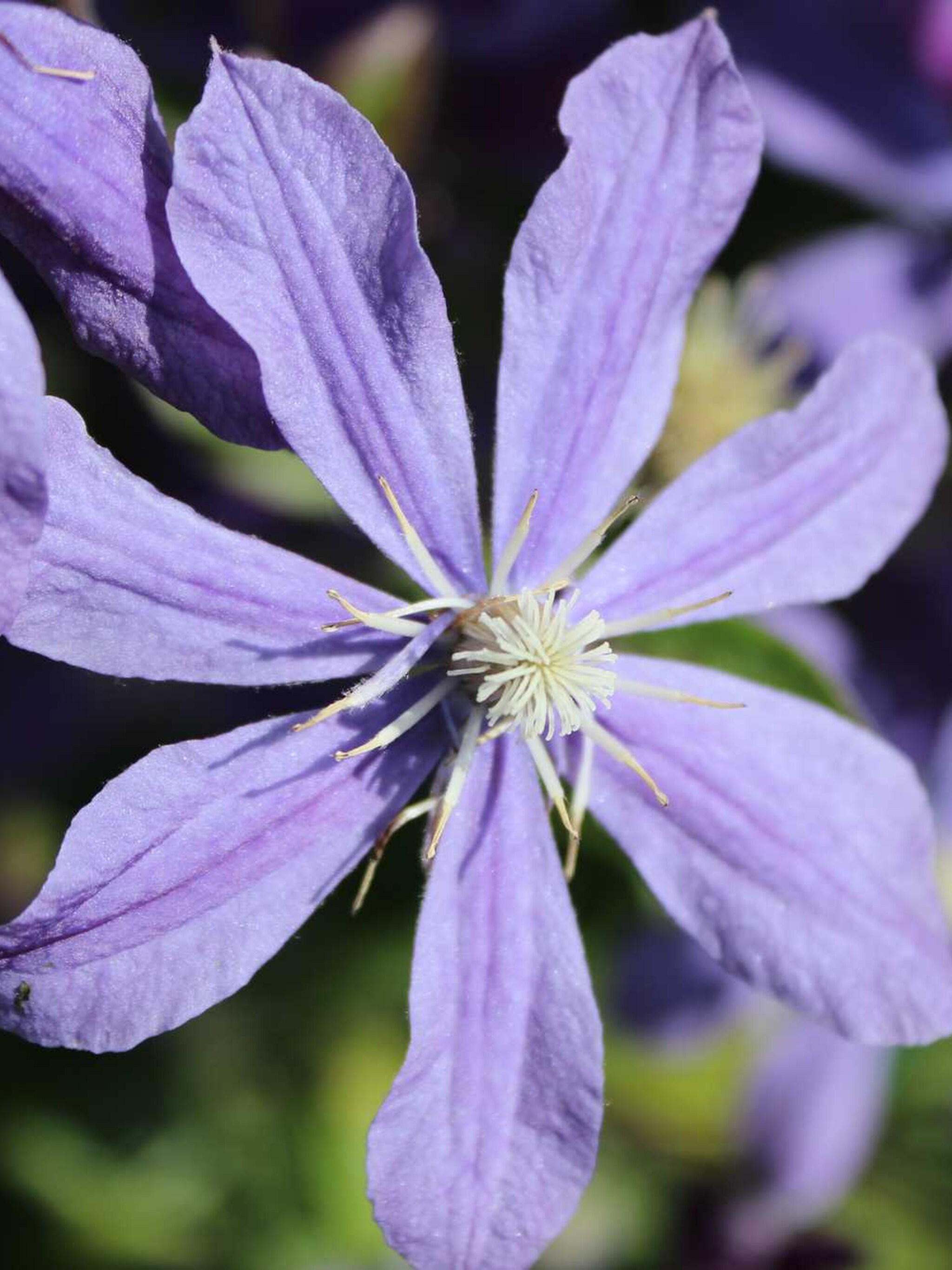 clematis blue bird