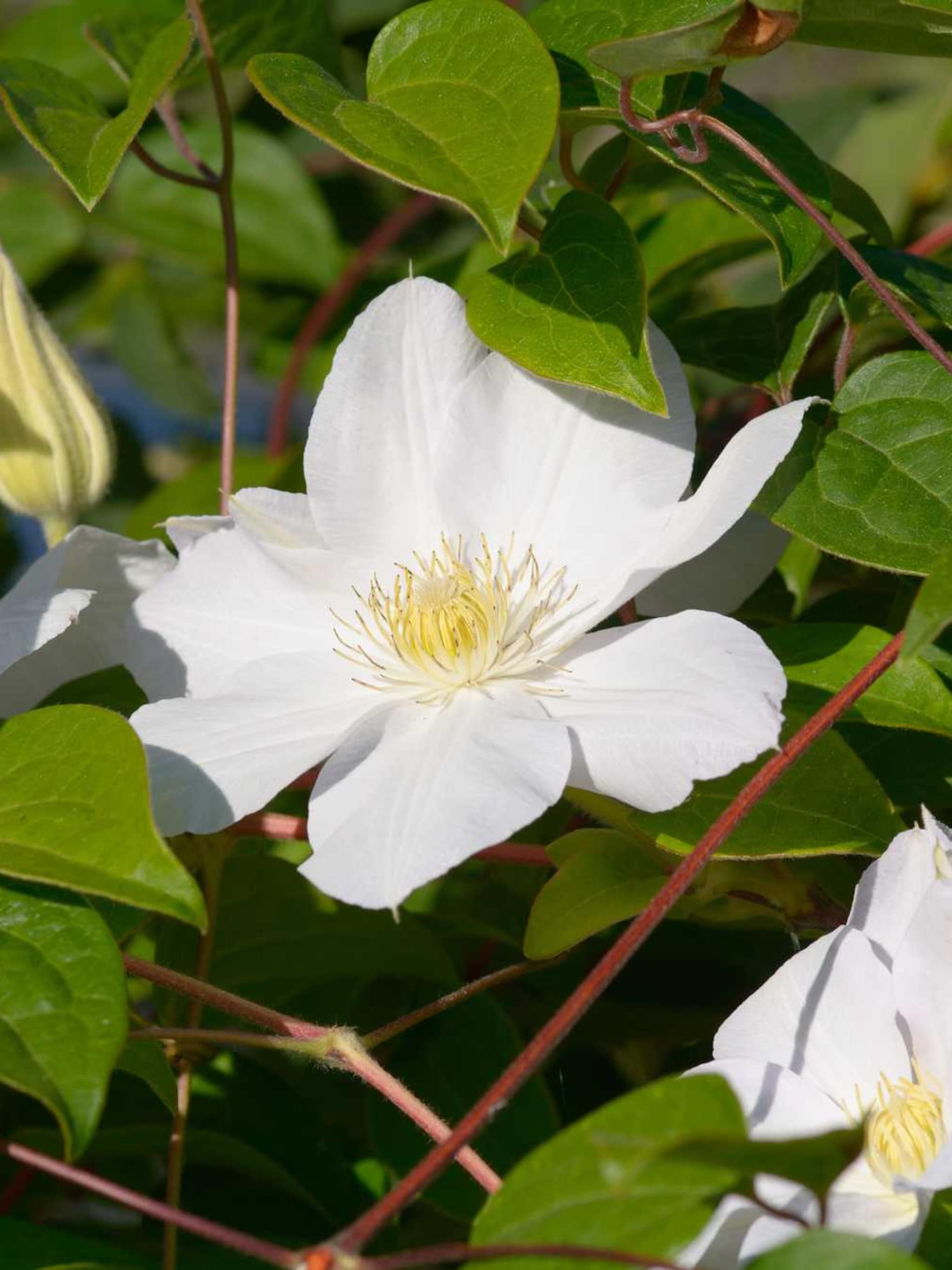 clematis henryi