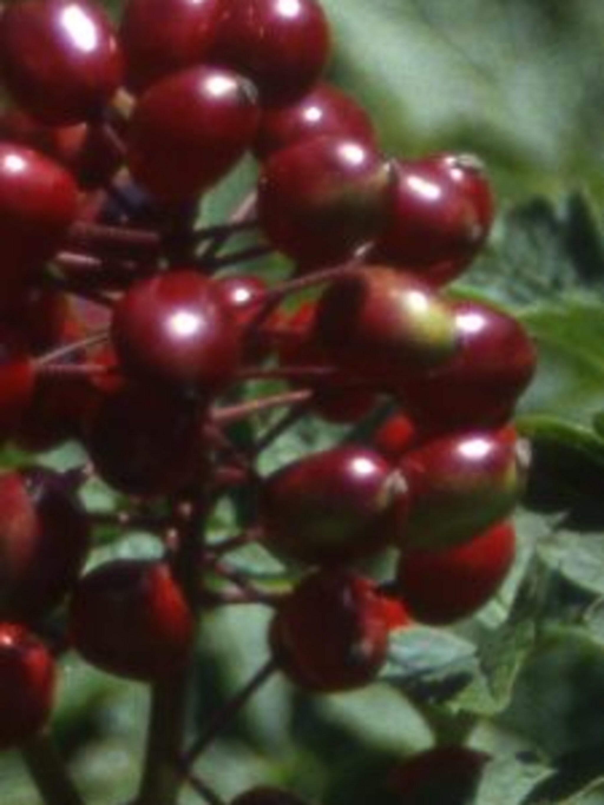 christoffelkruid actaea rubra