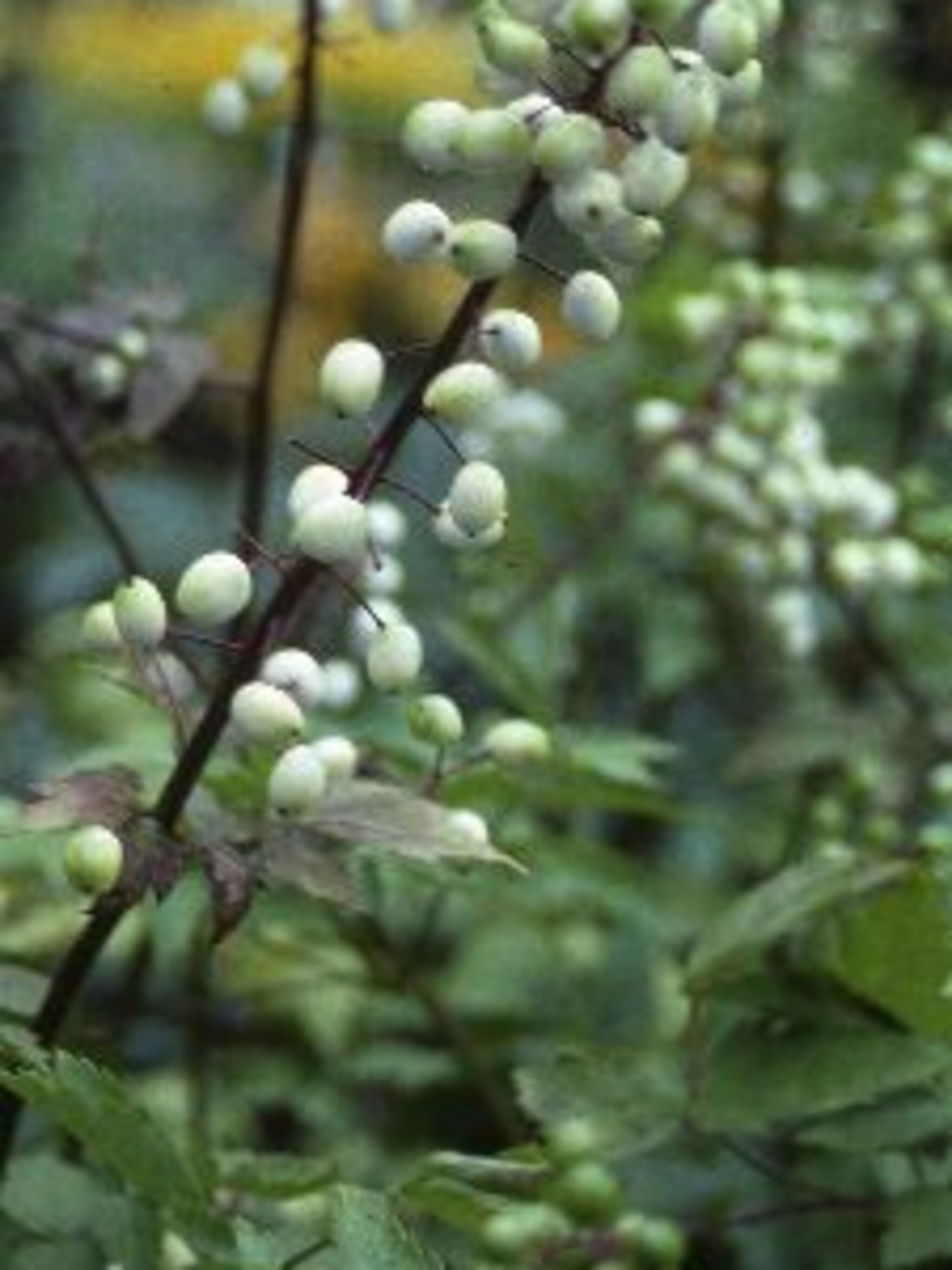 christoffelkruid actaea pachypoda