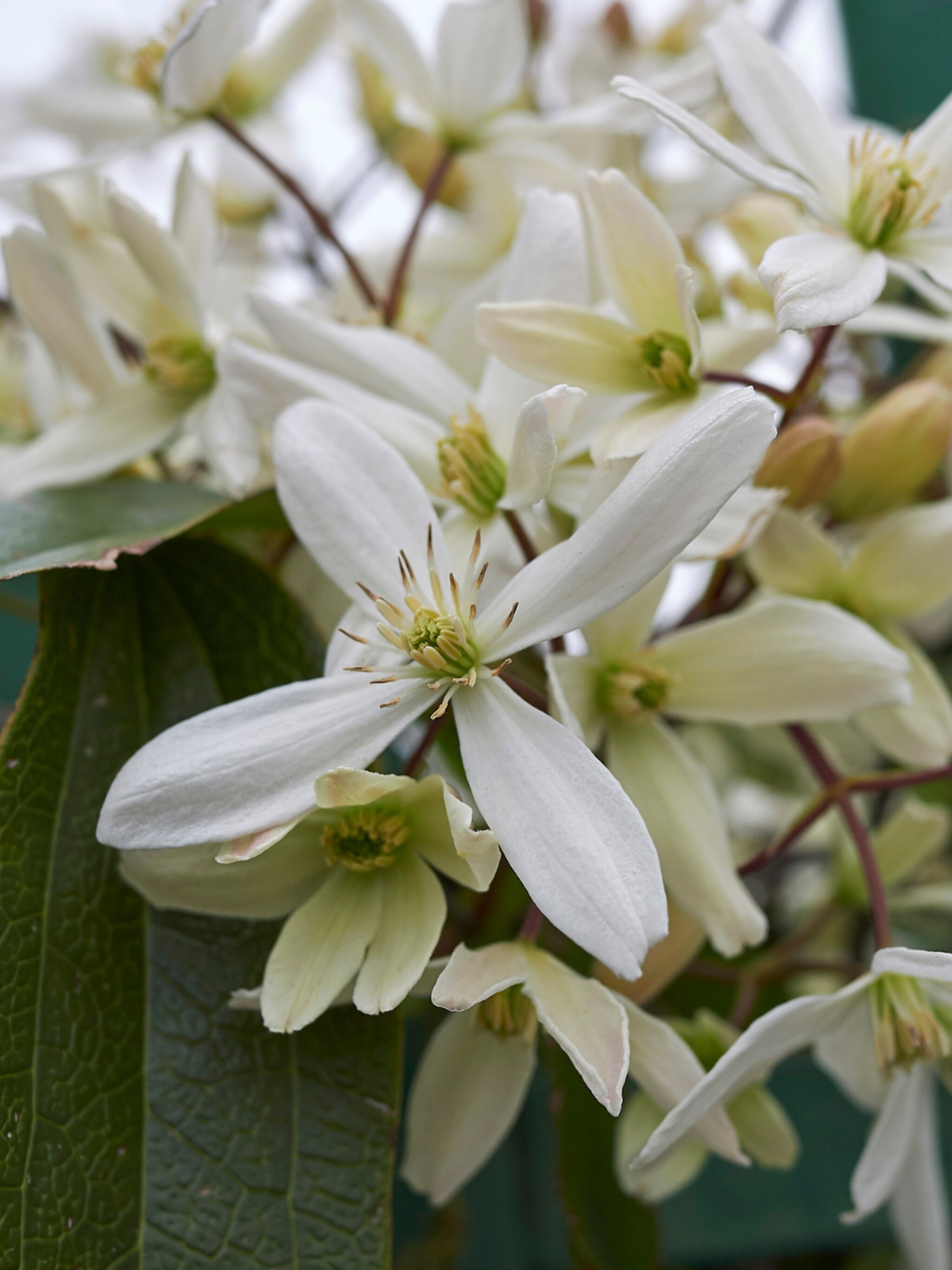 clematis clematis armandii