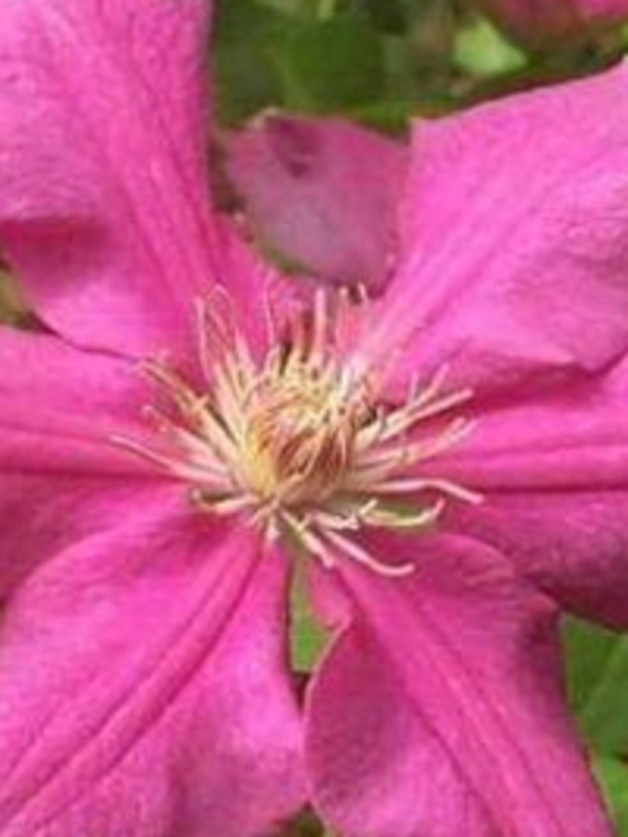 clematis ernest markham
