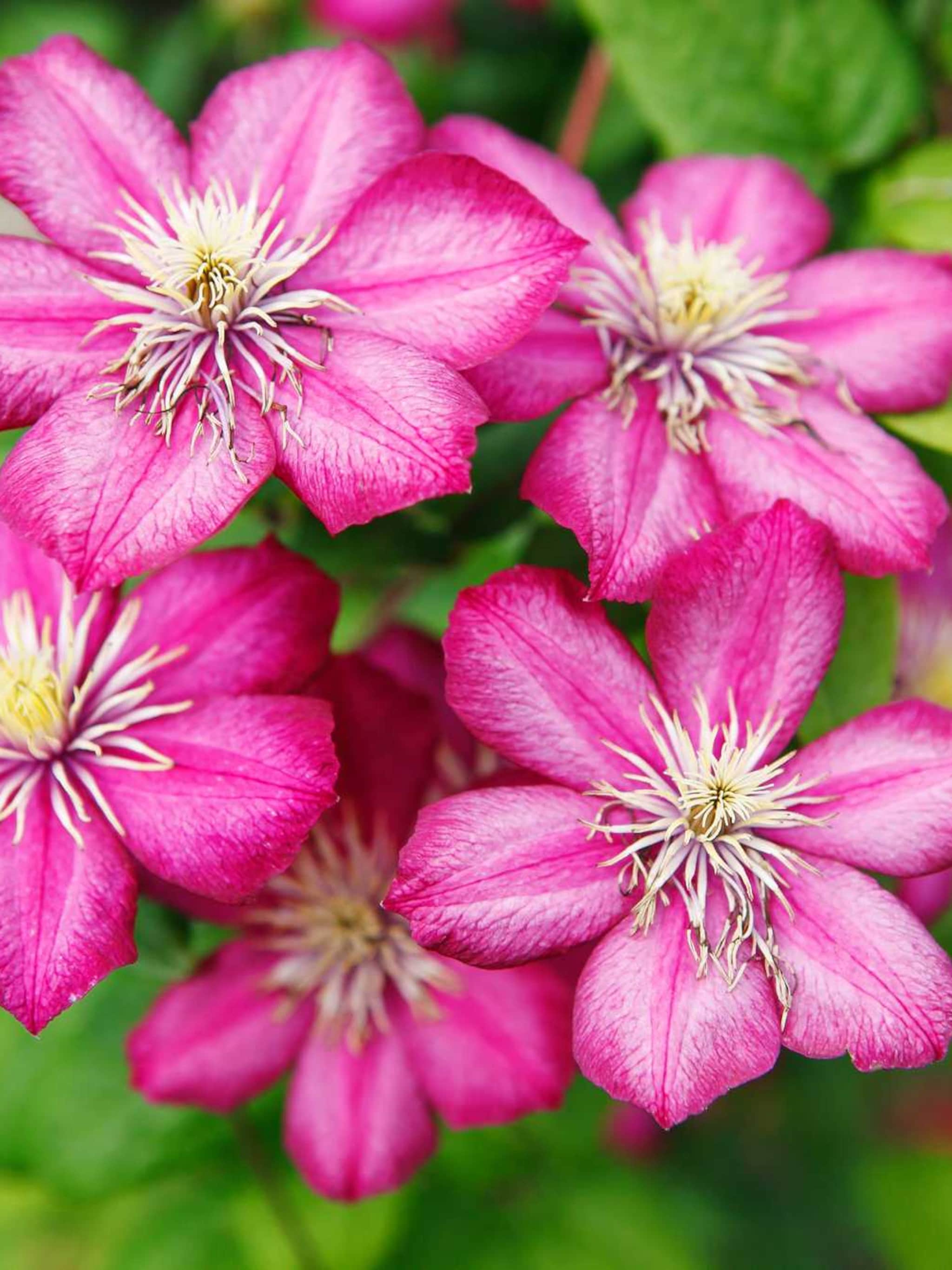 clematis john warren