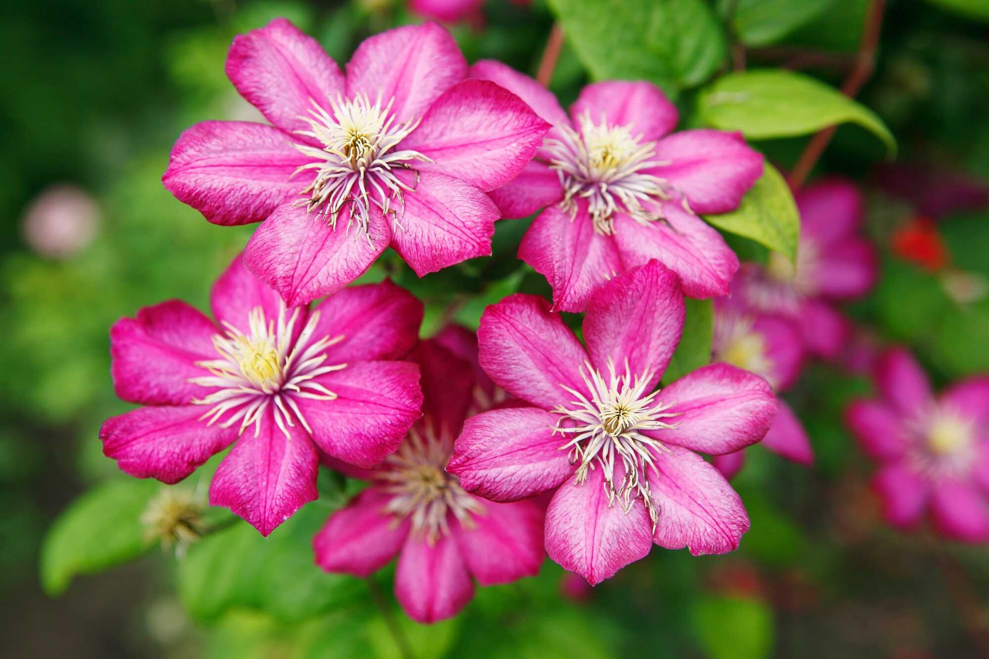 beeld vtwonen Shutterstock / fotosparrow