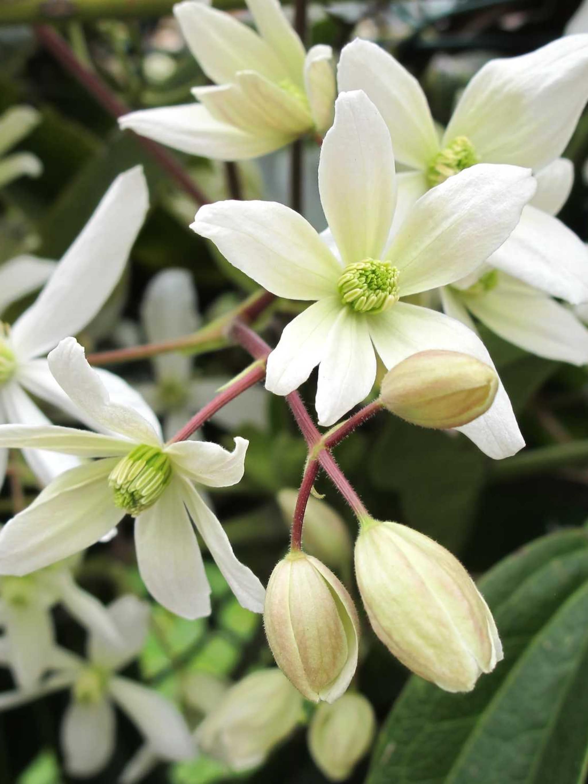 clematis madame le coultre
