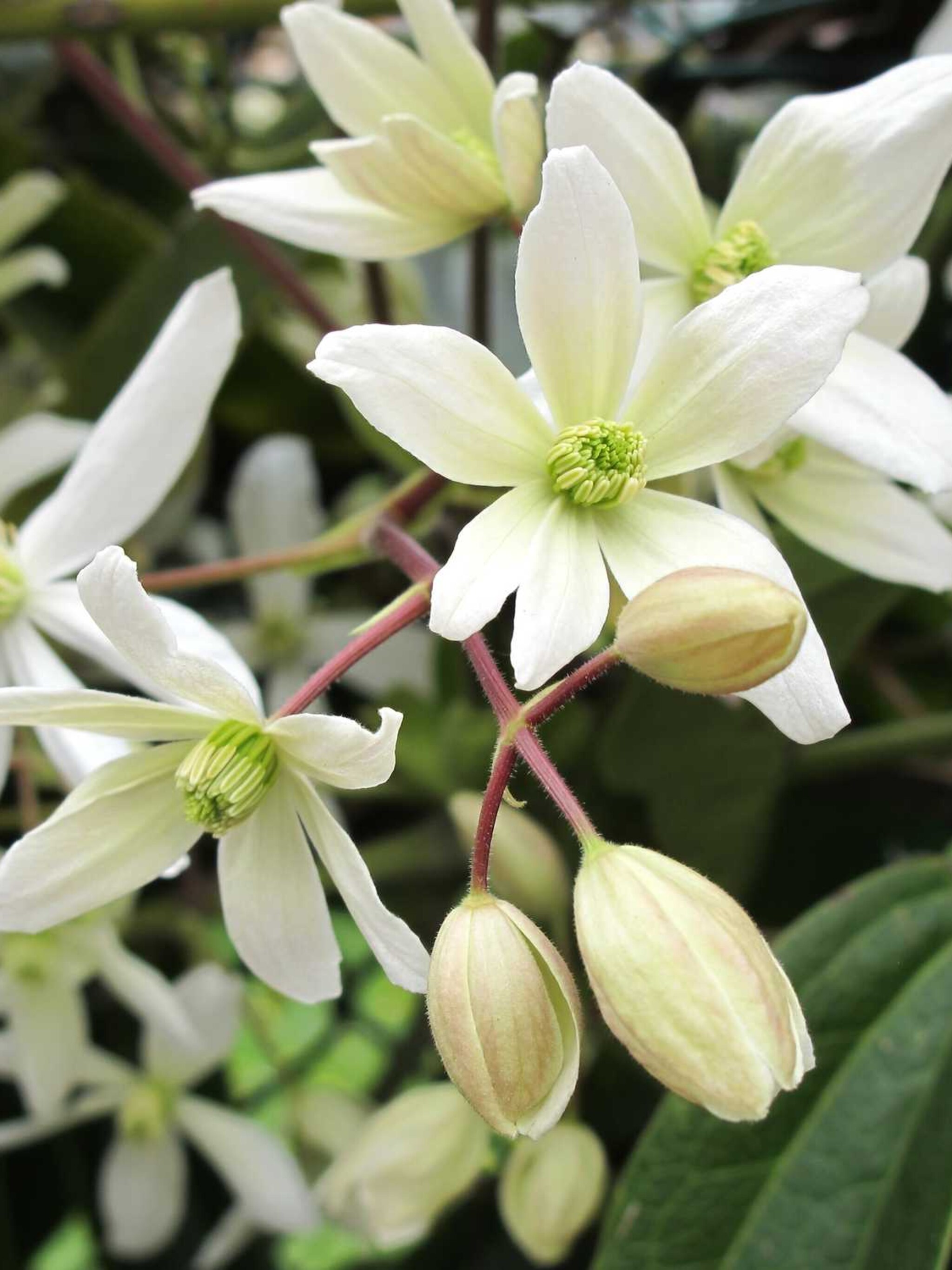 clematis mrs george jackman