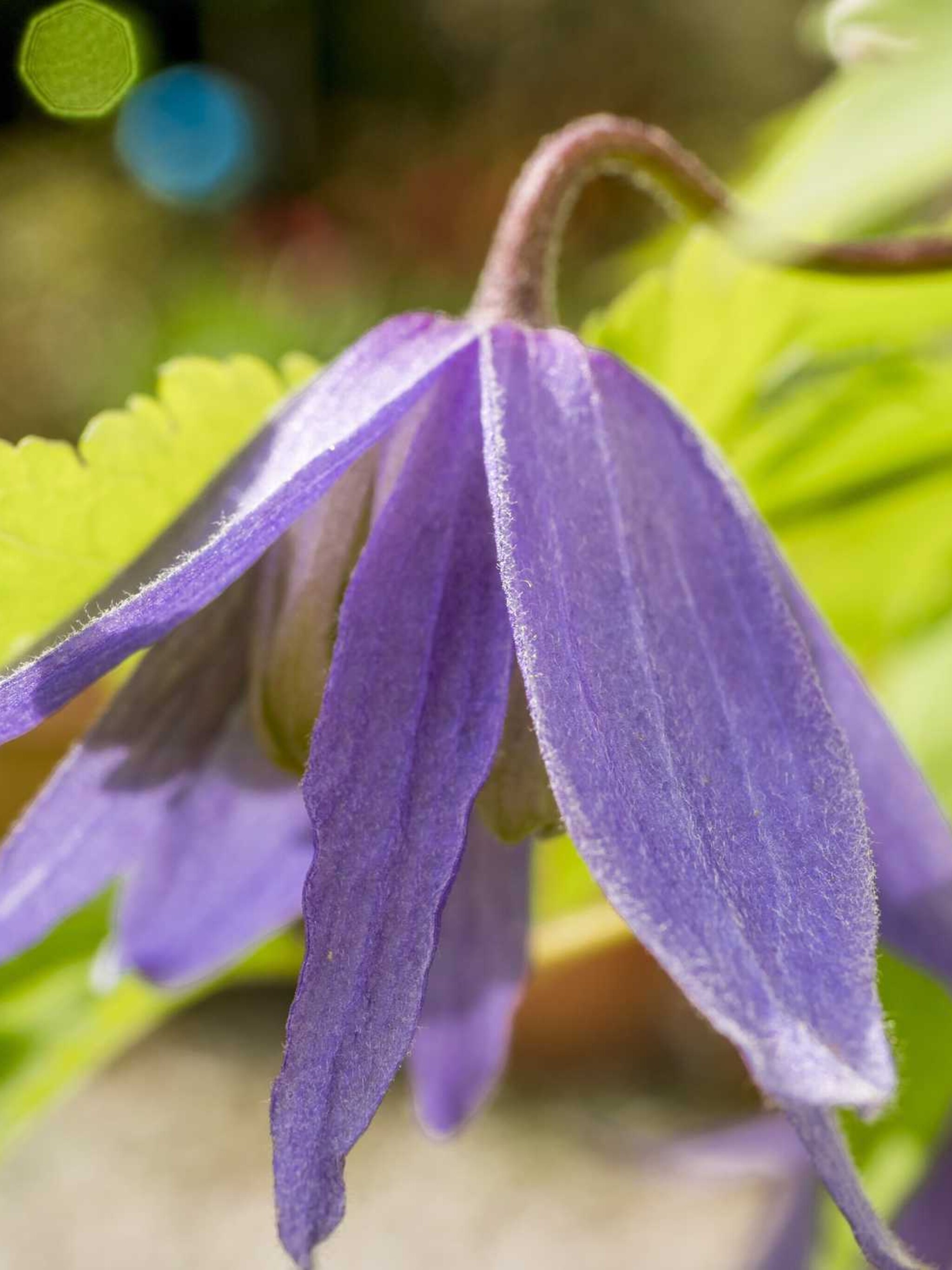 clematis wesselton