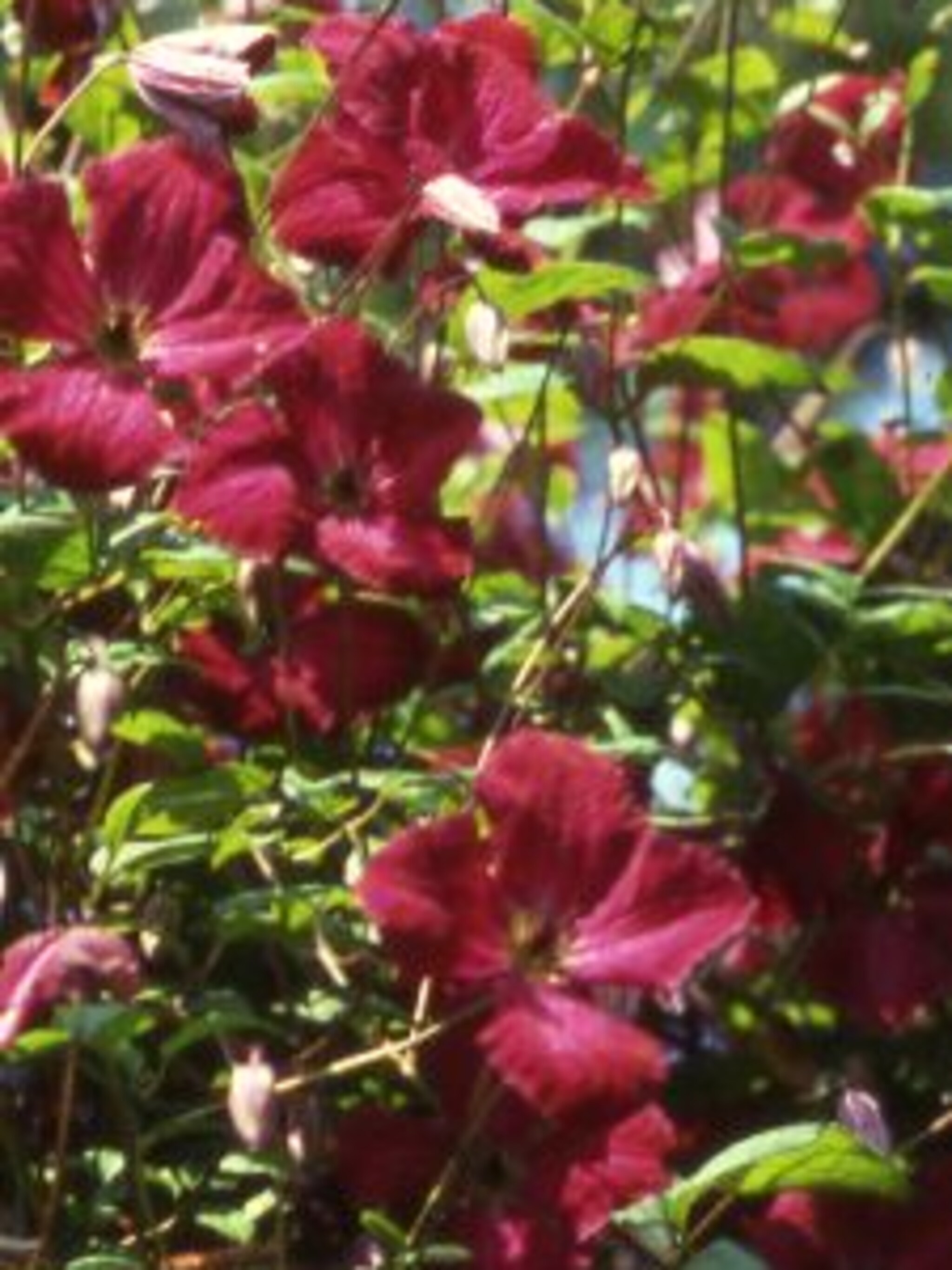 clematis the vagabond