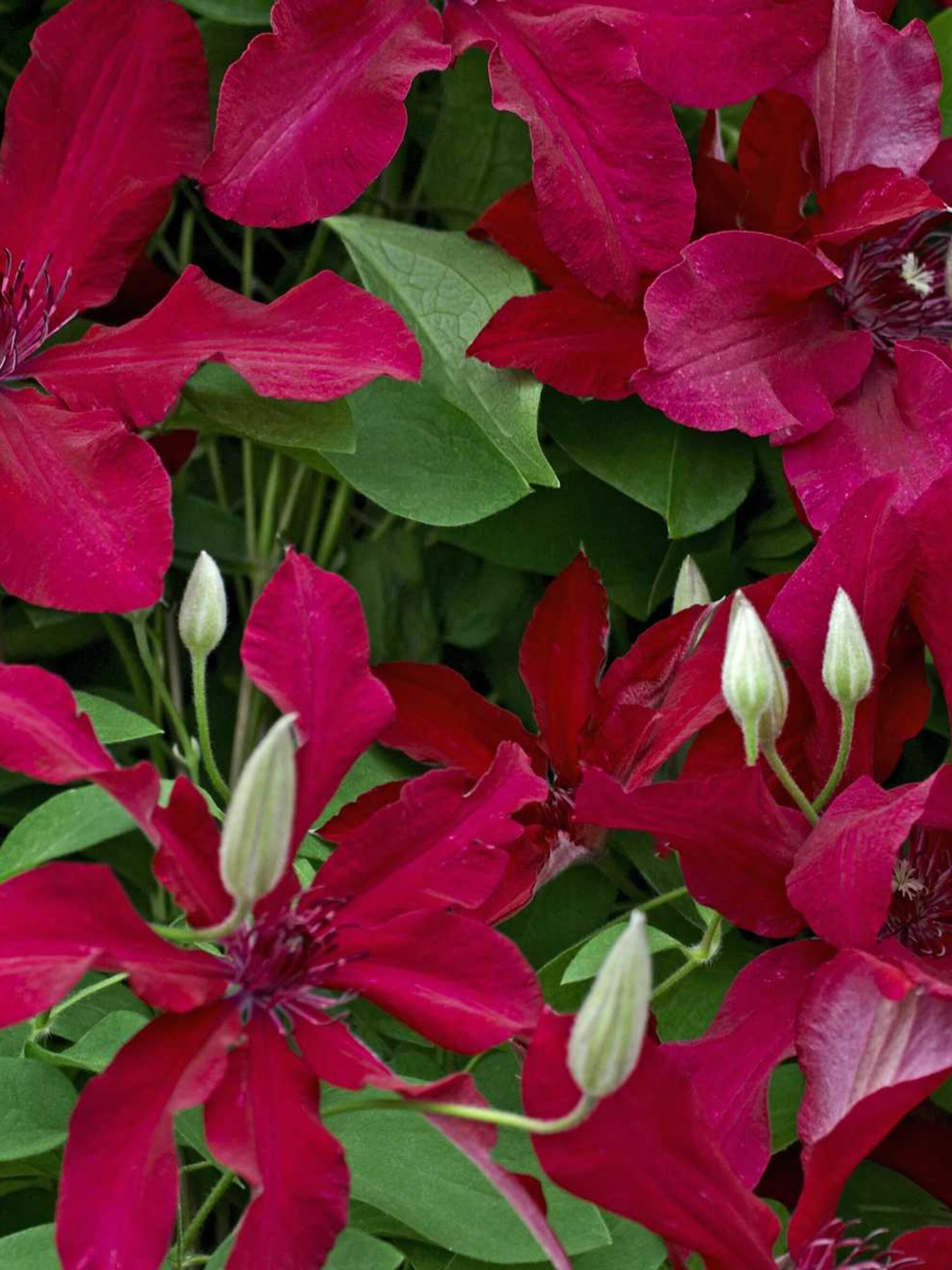 clematis gravetye beauty