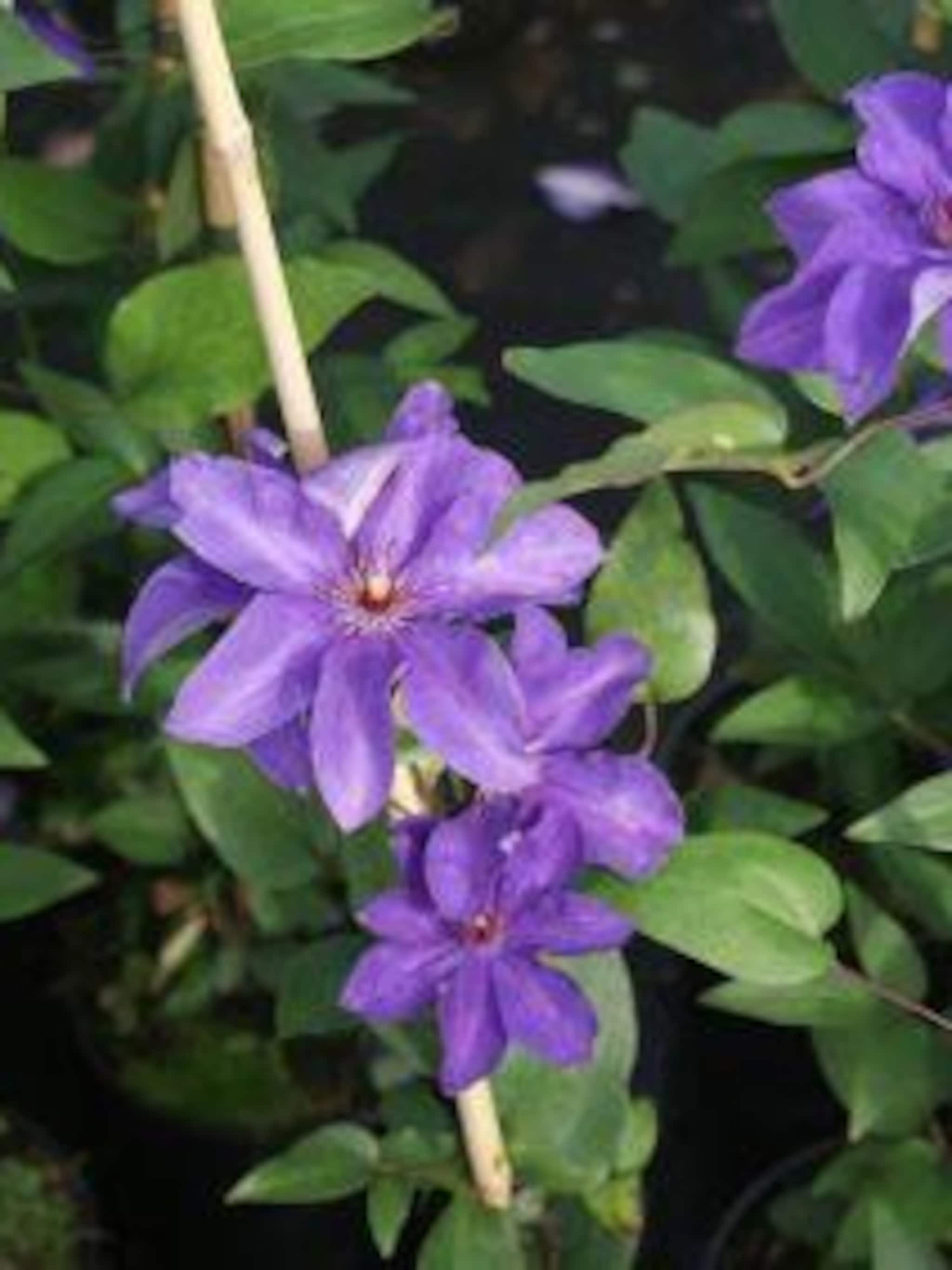 clematis the president
