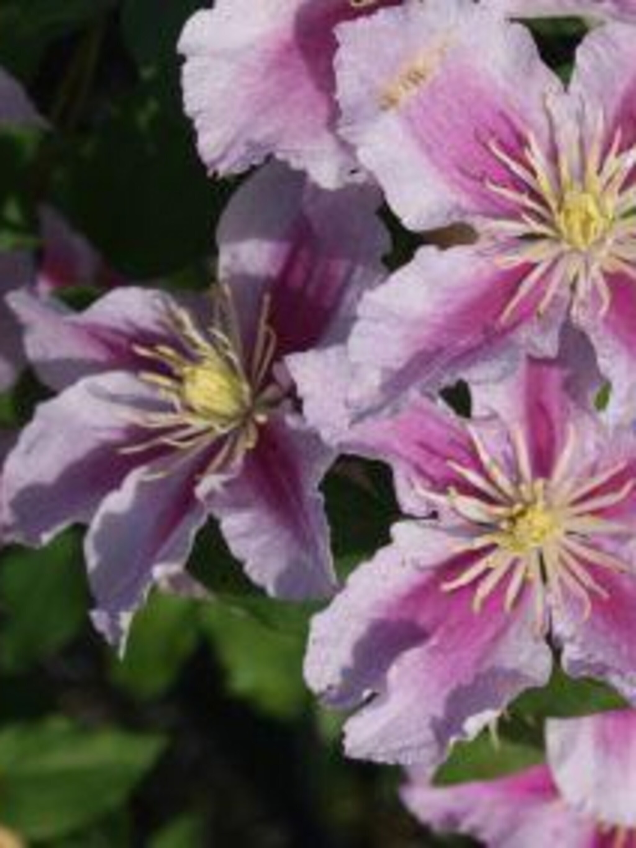 clematis pillu