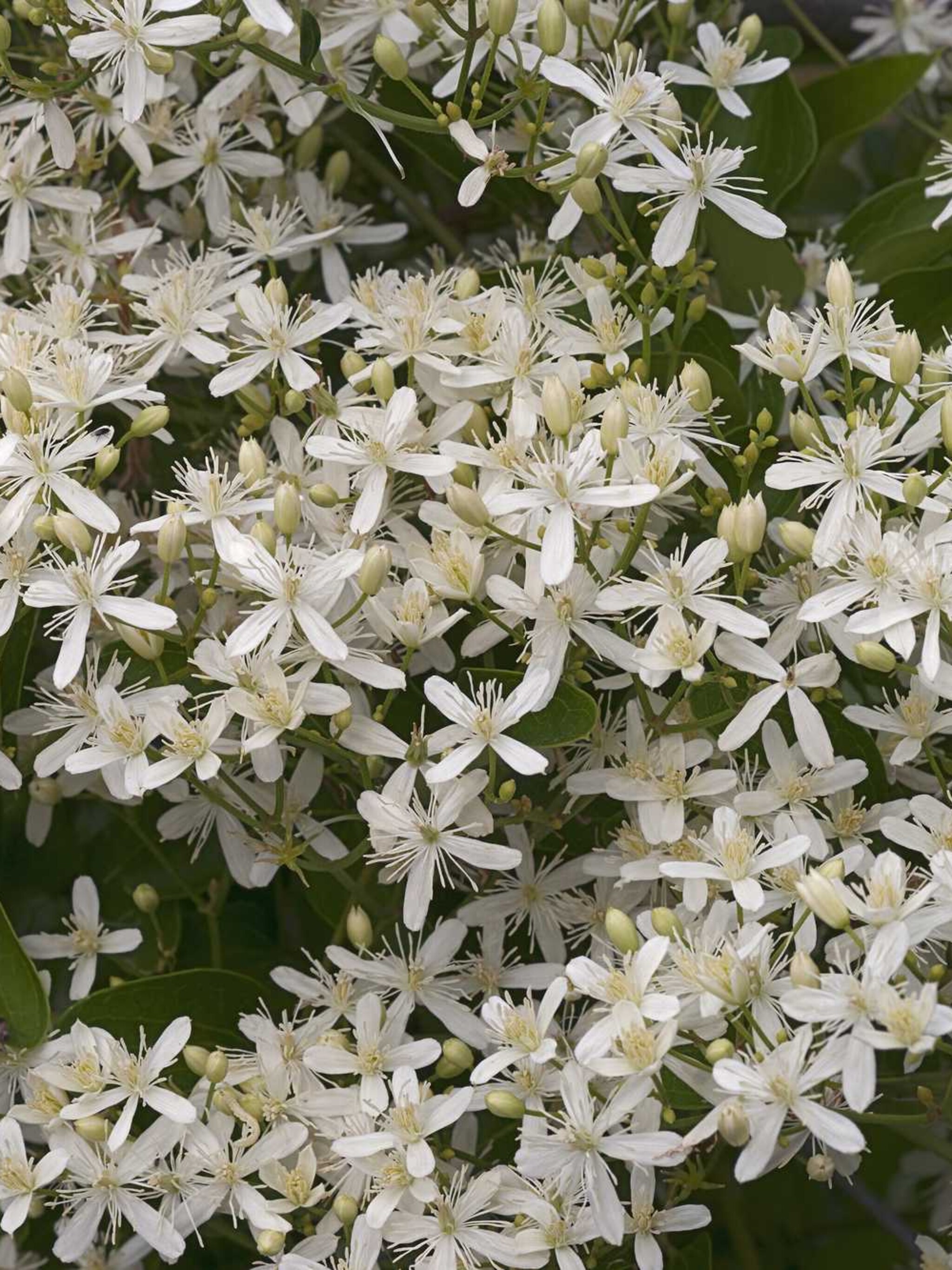 clematis early sensation