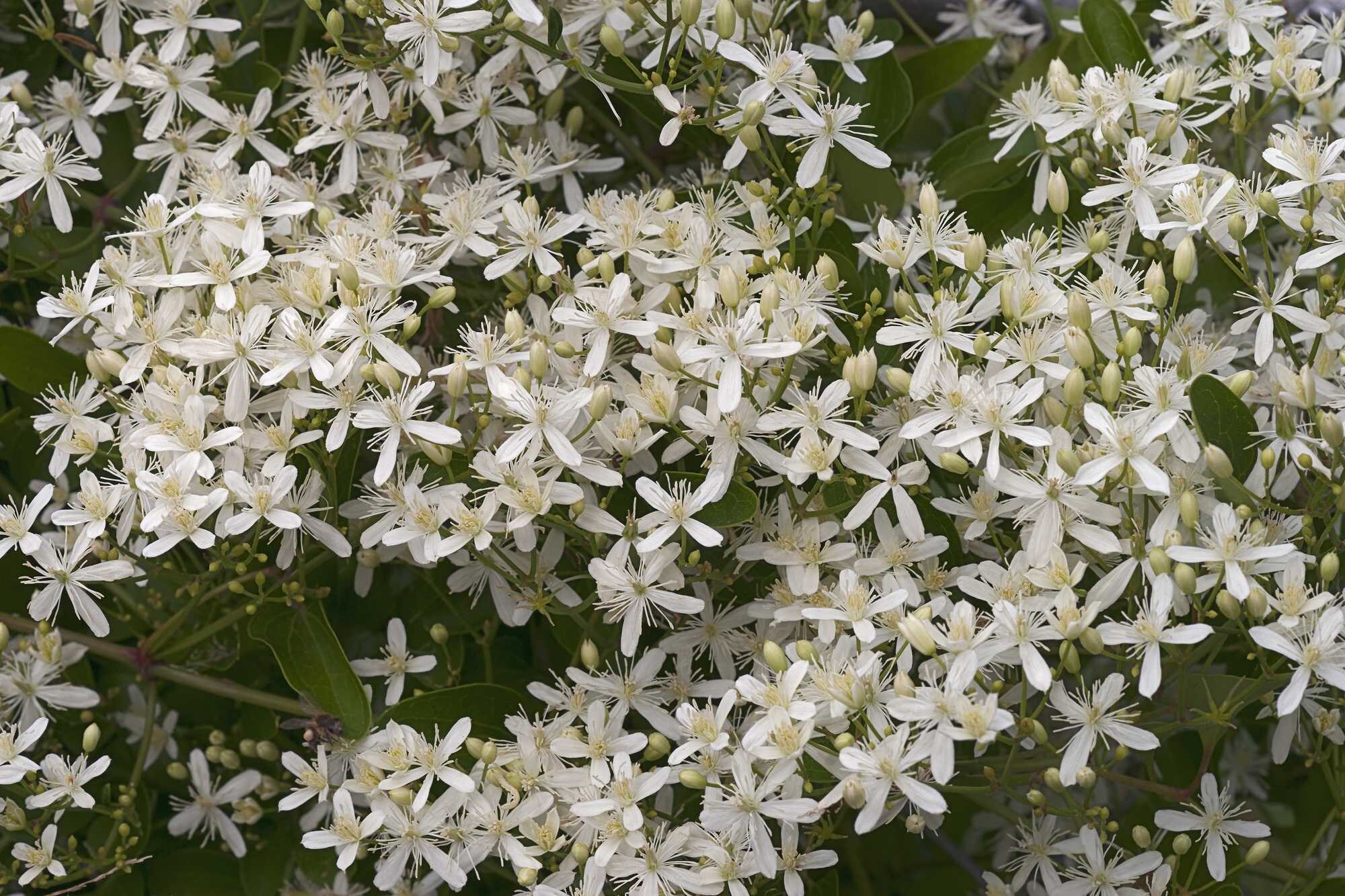 beeld vtwonen Shutterstock / Nikolay Kurzenko