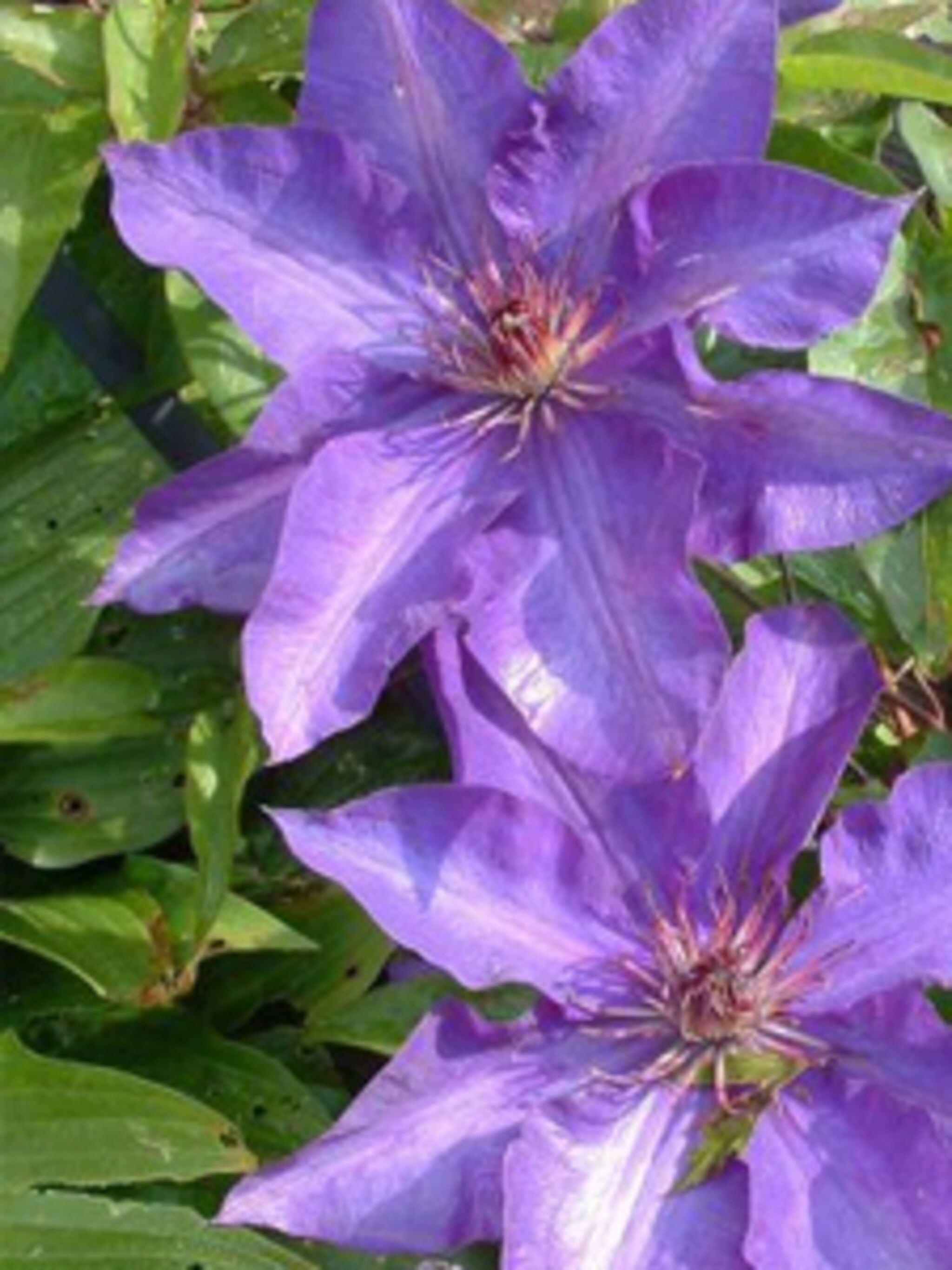 clematis jackmanii superba