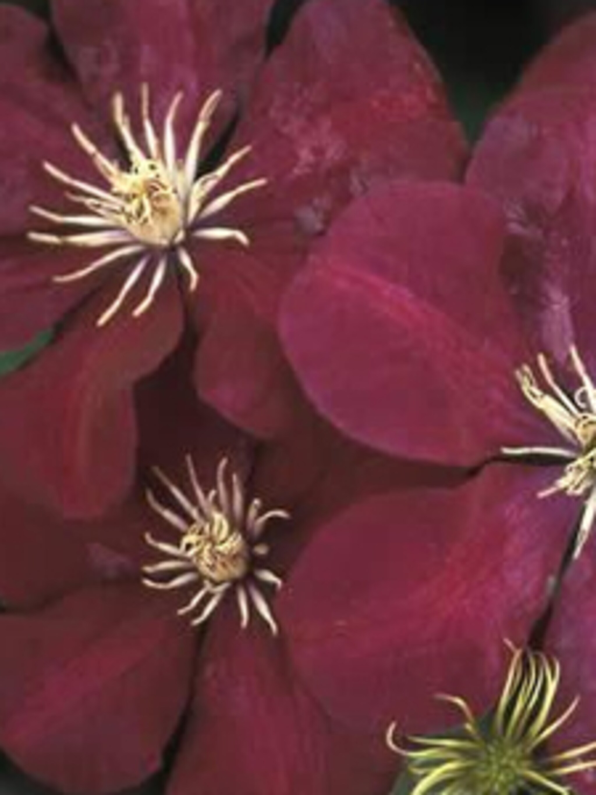 clematis rouge cardinal