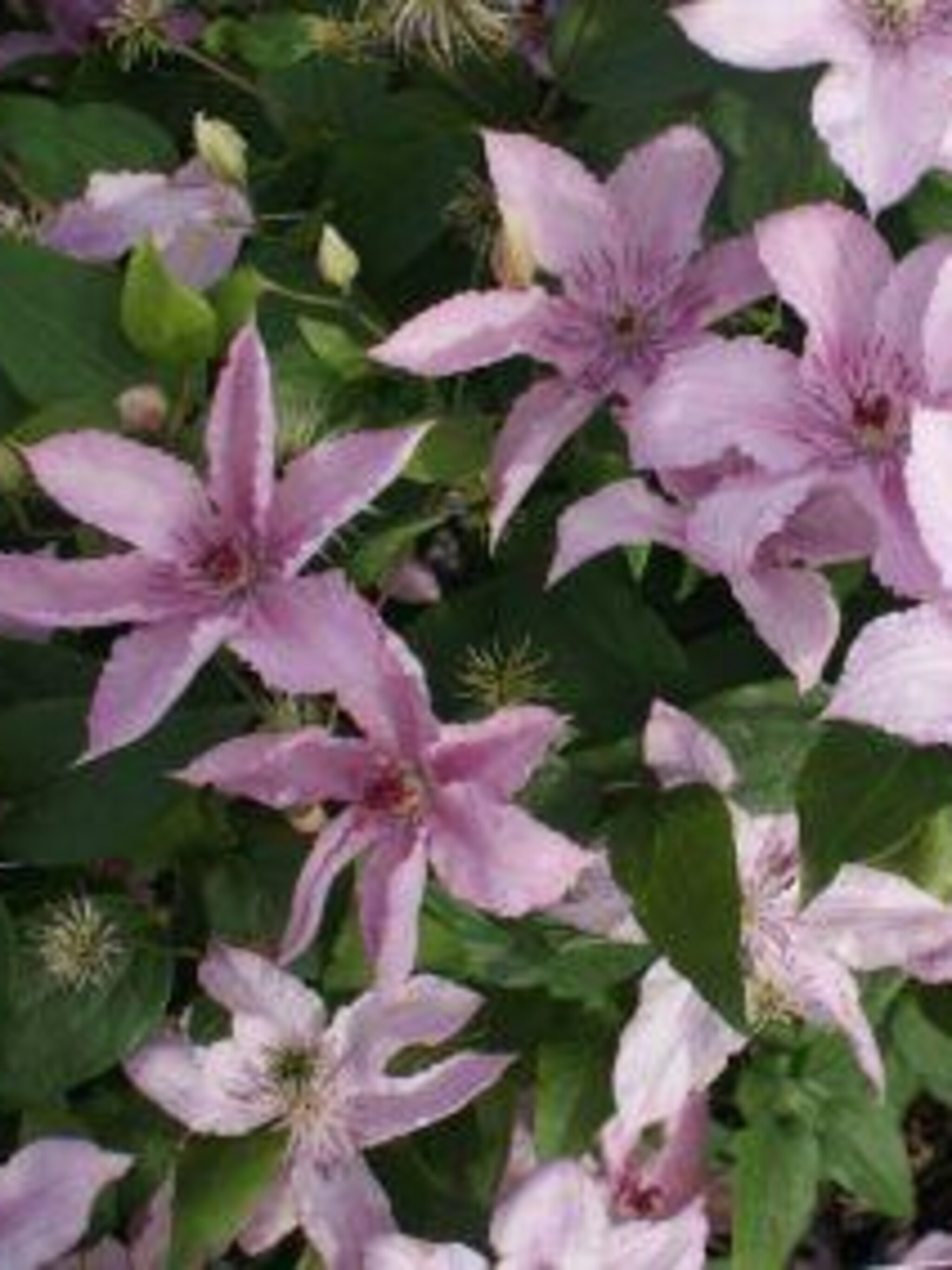 clematis hagley hybrid