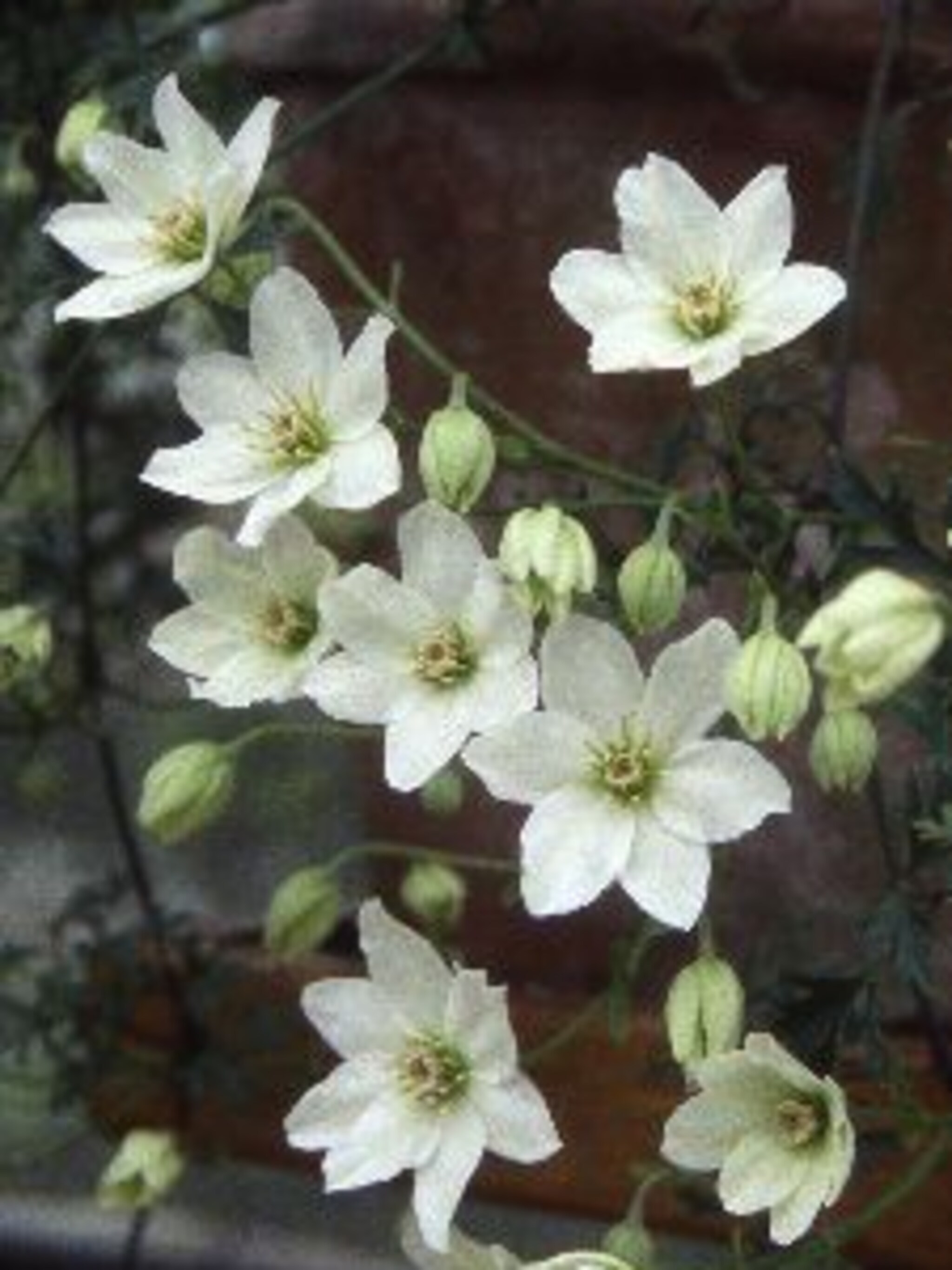 clematis joe