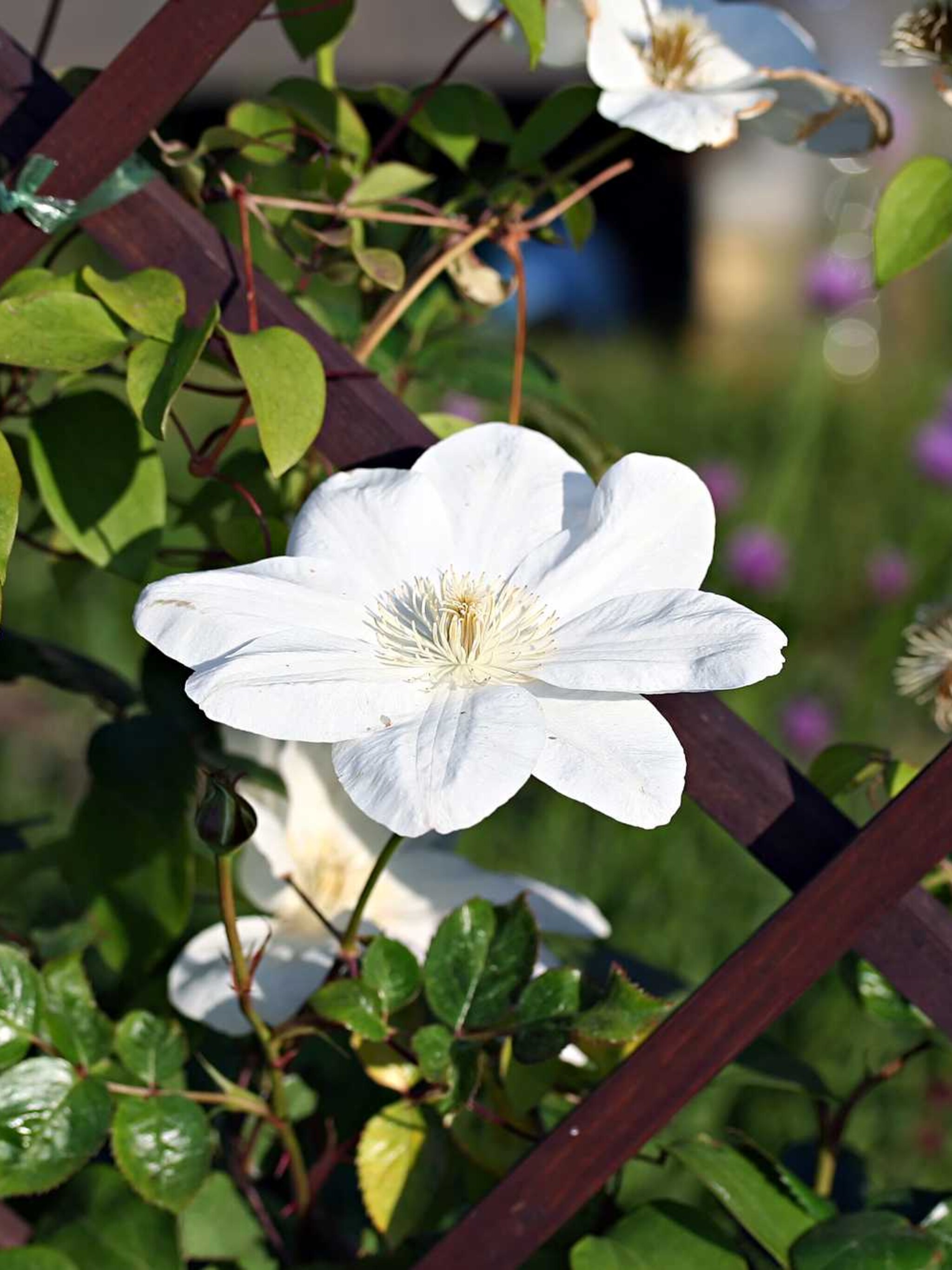 clematis guernsey cream