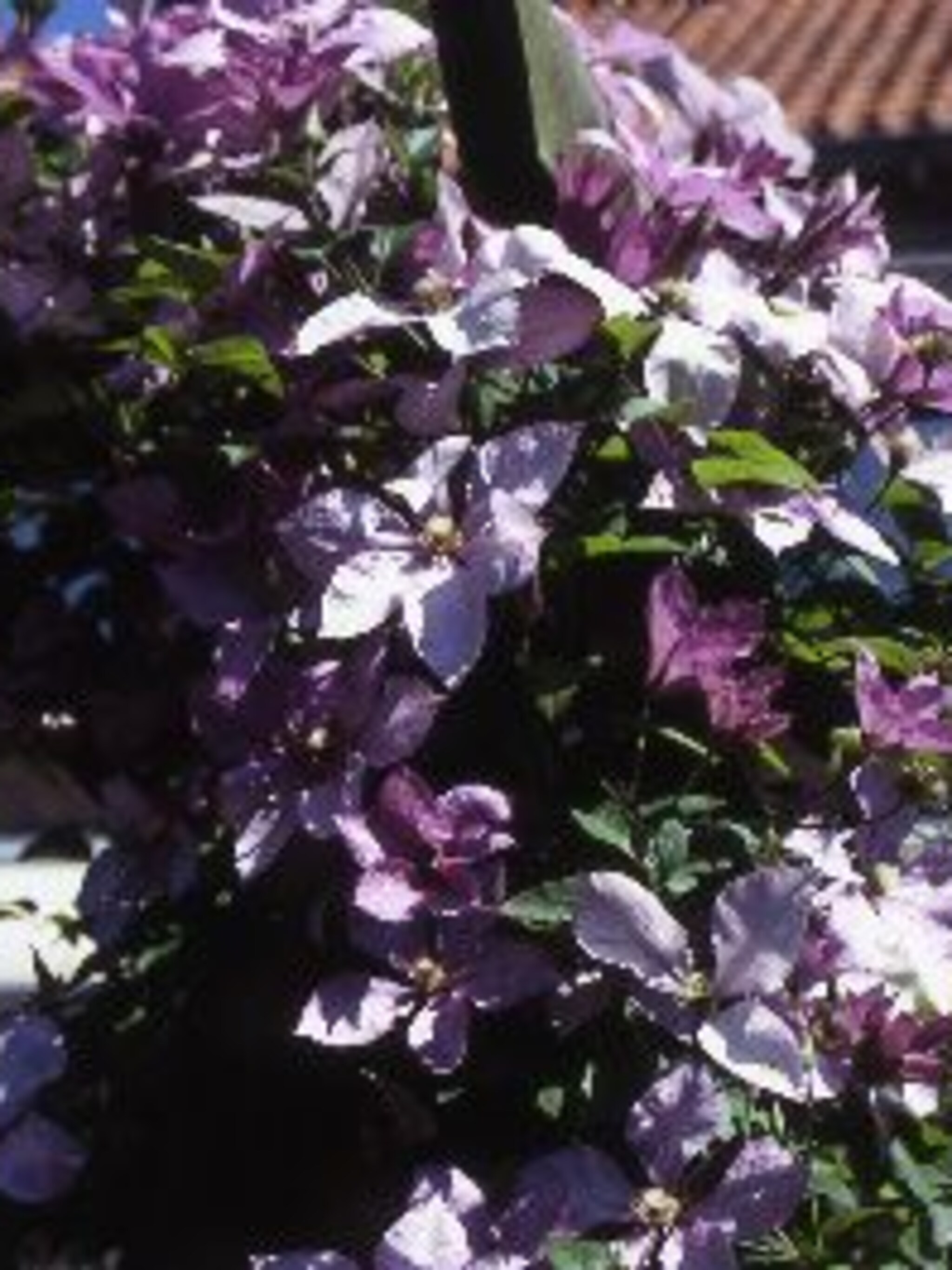 clematis margaret hunt