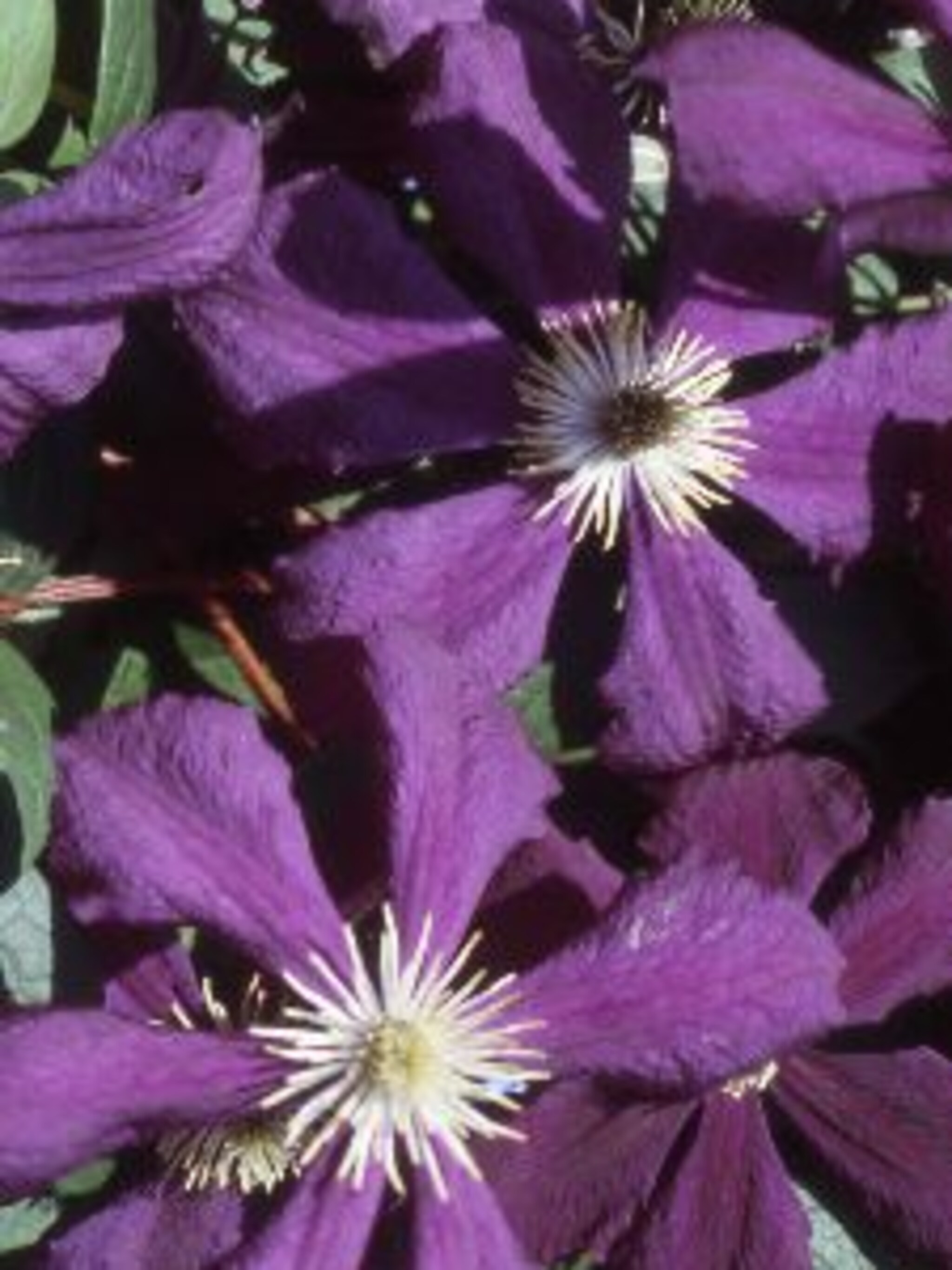 clematis etoile violette