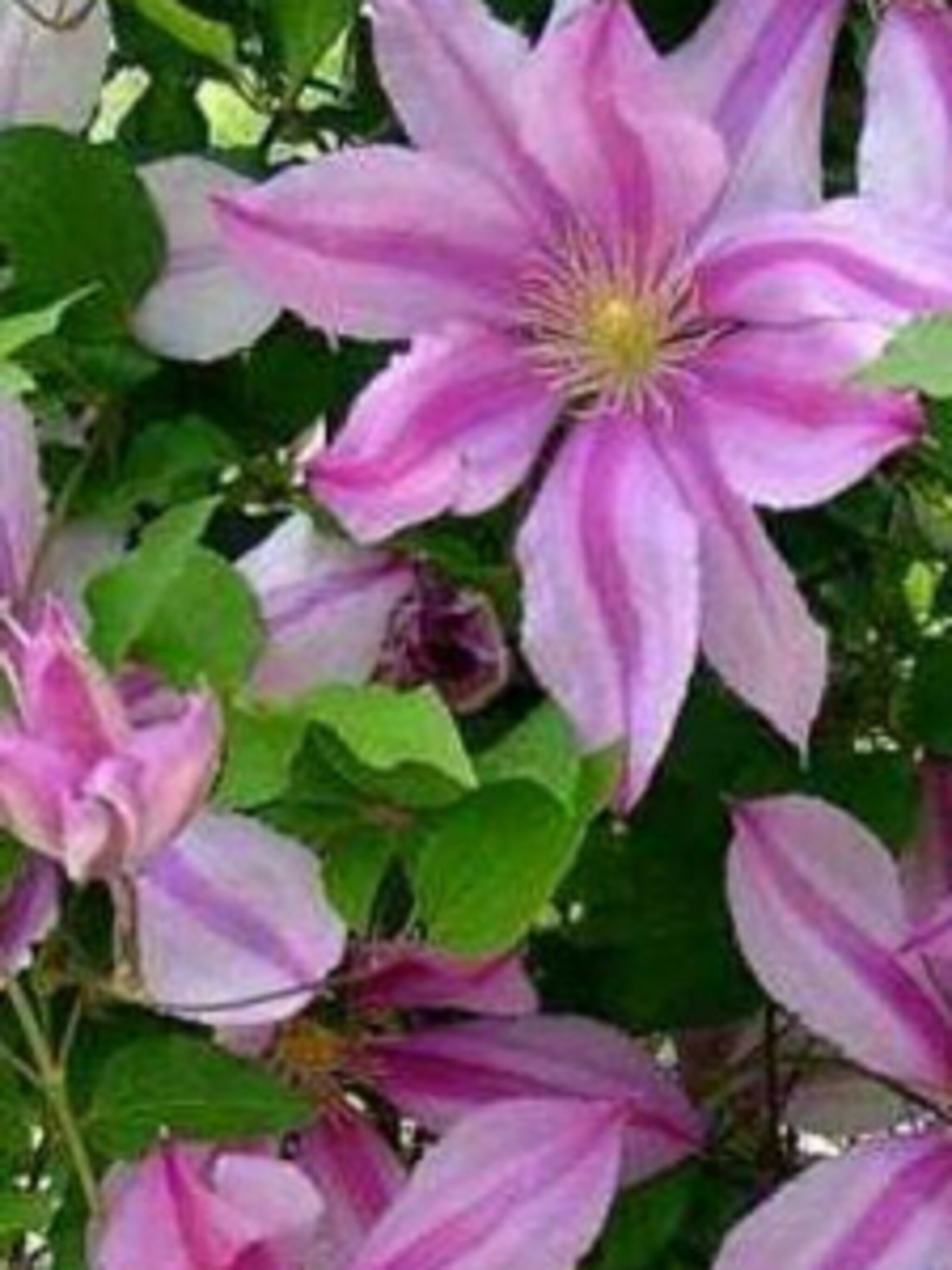 clematis nelly moser