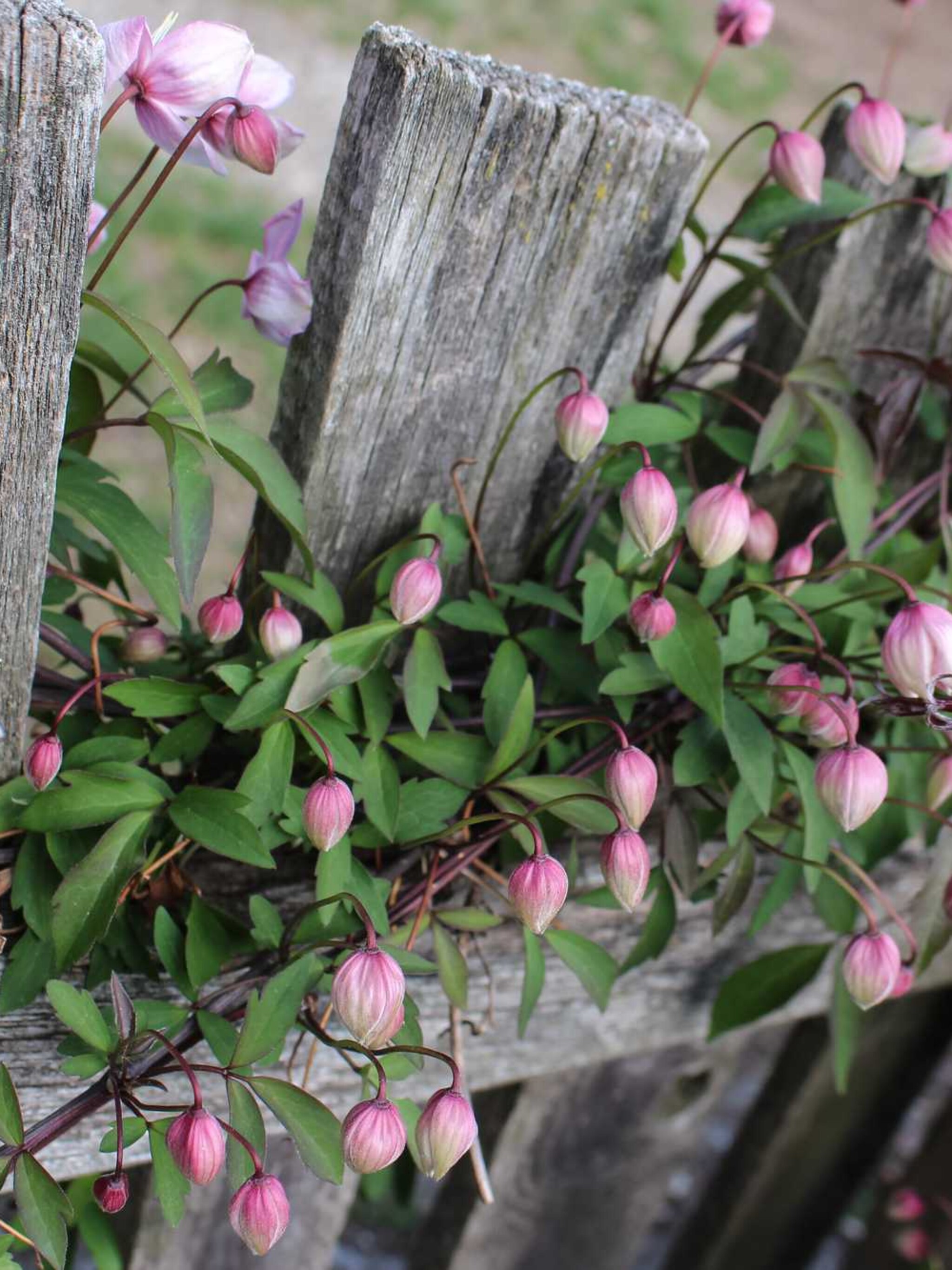 clematis rosy o grady