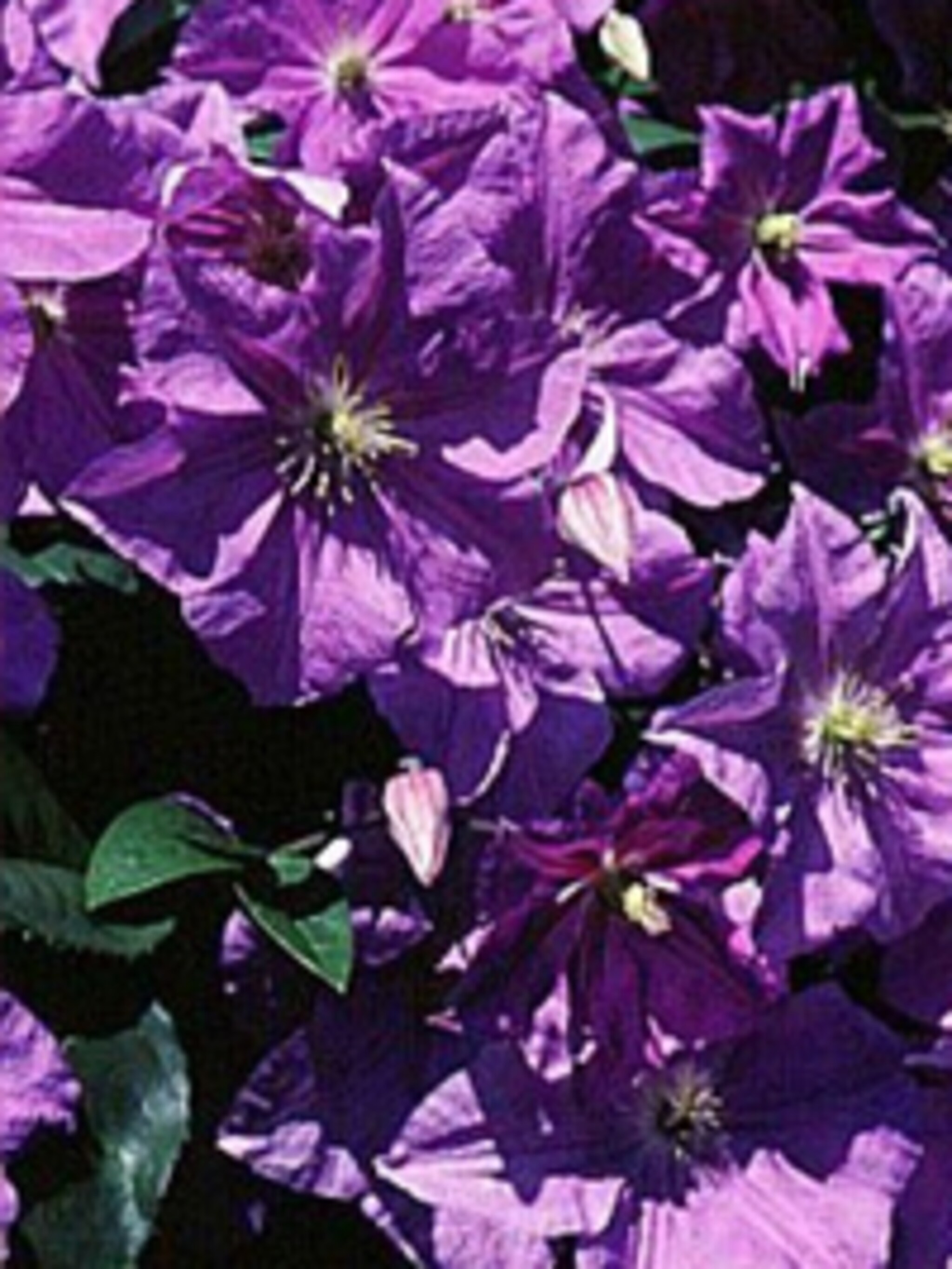 clematis perle d azur