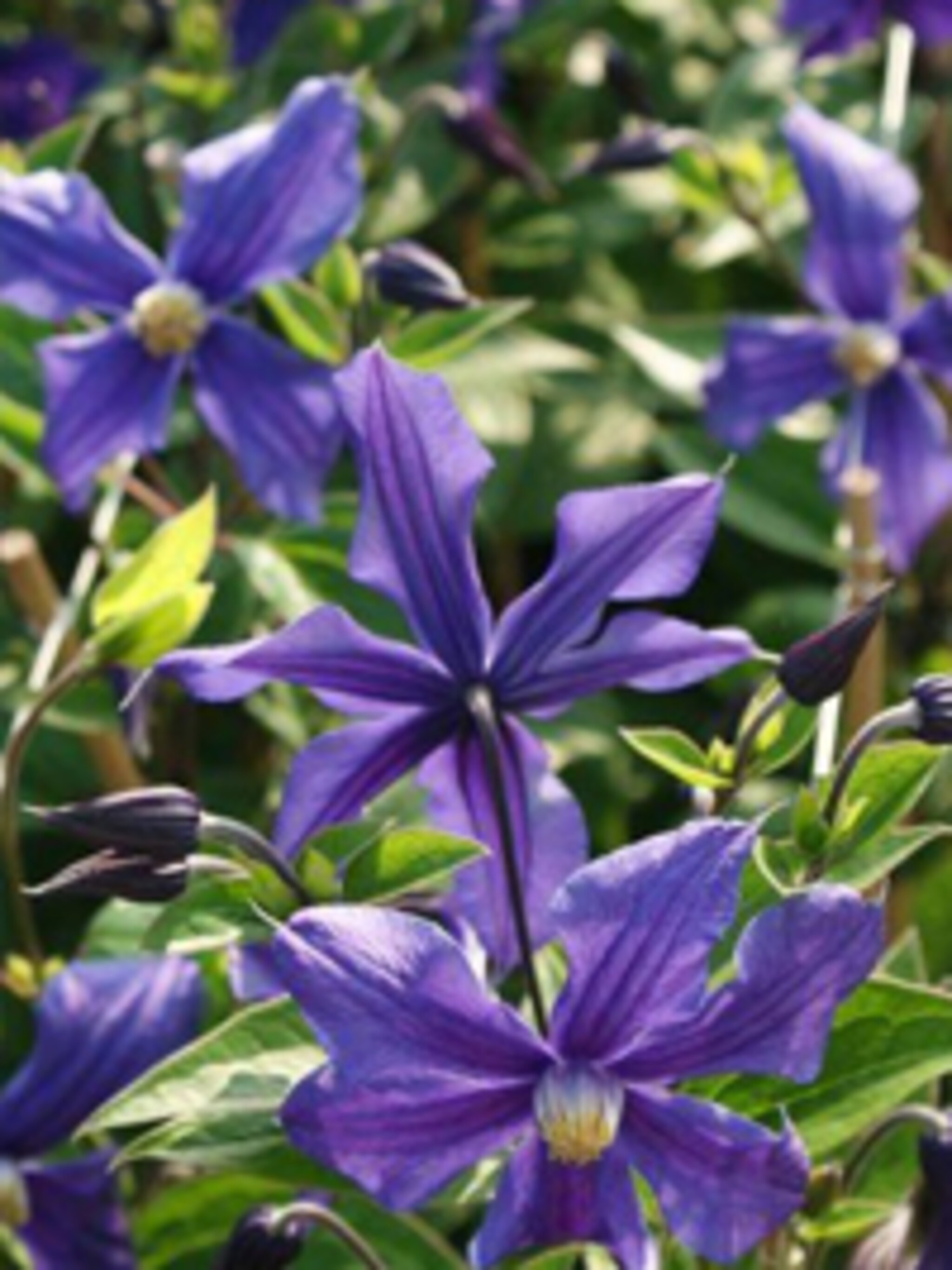 clematis clematis durandii