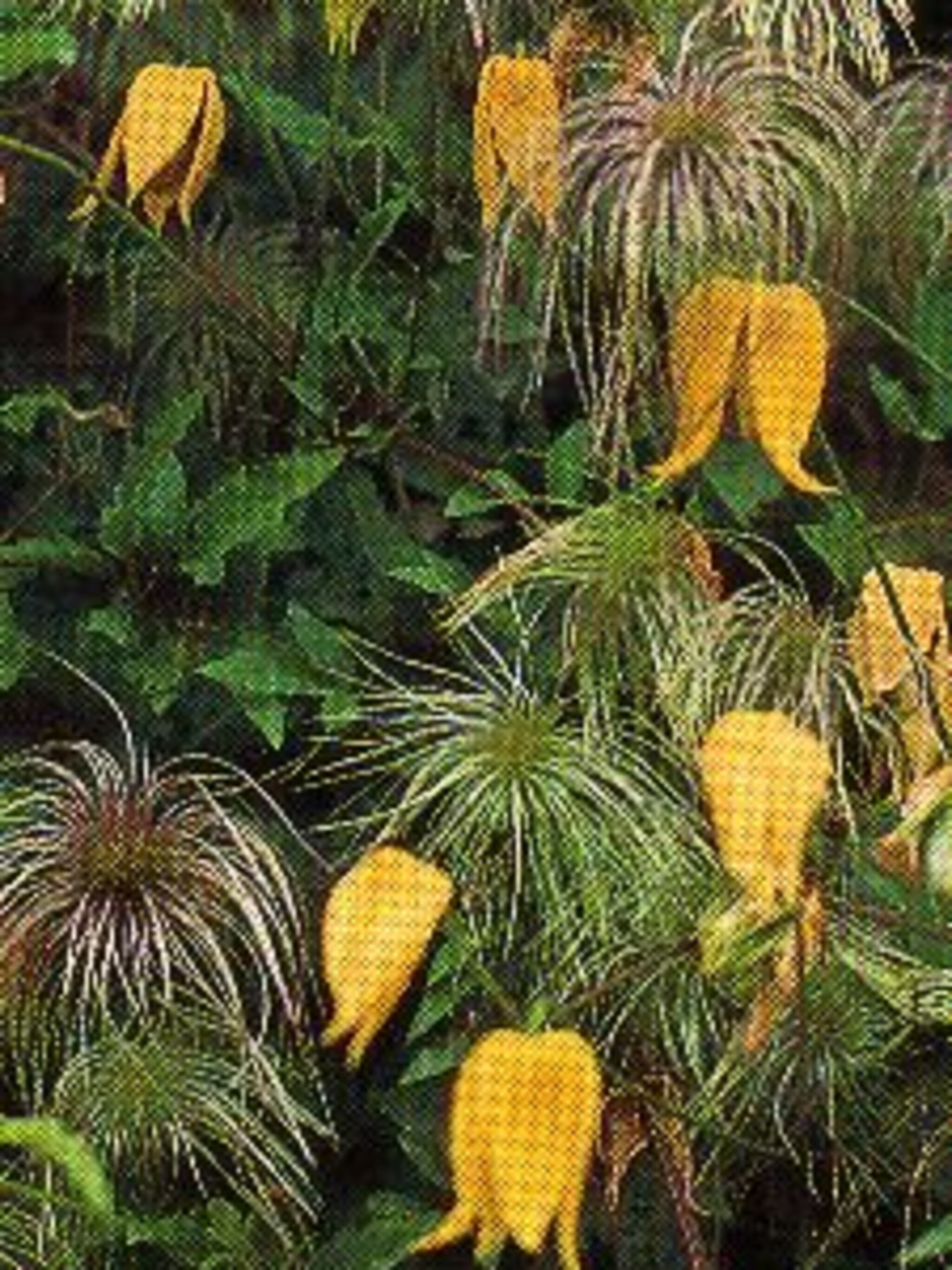 clematis tangutica
