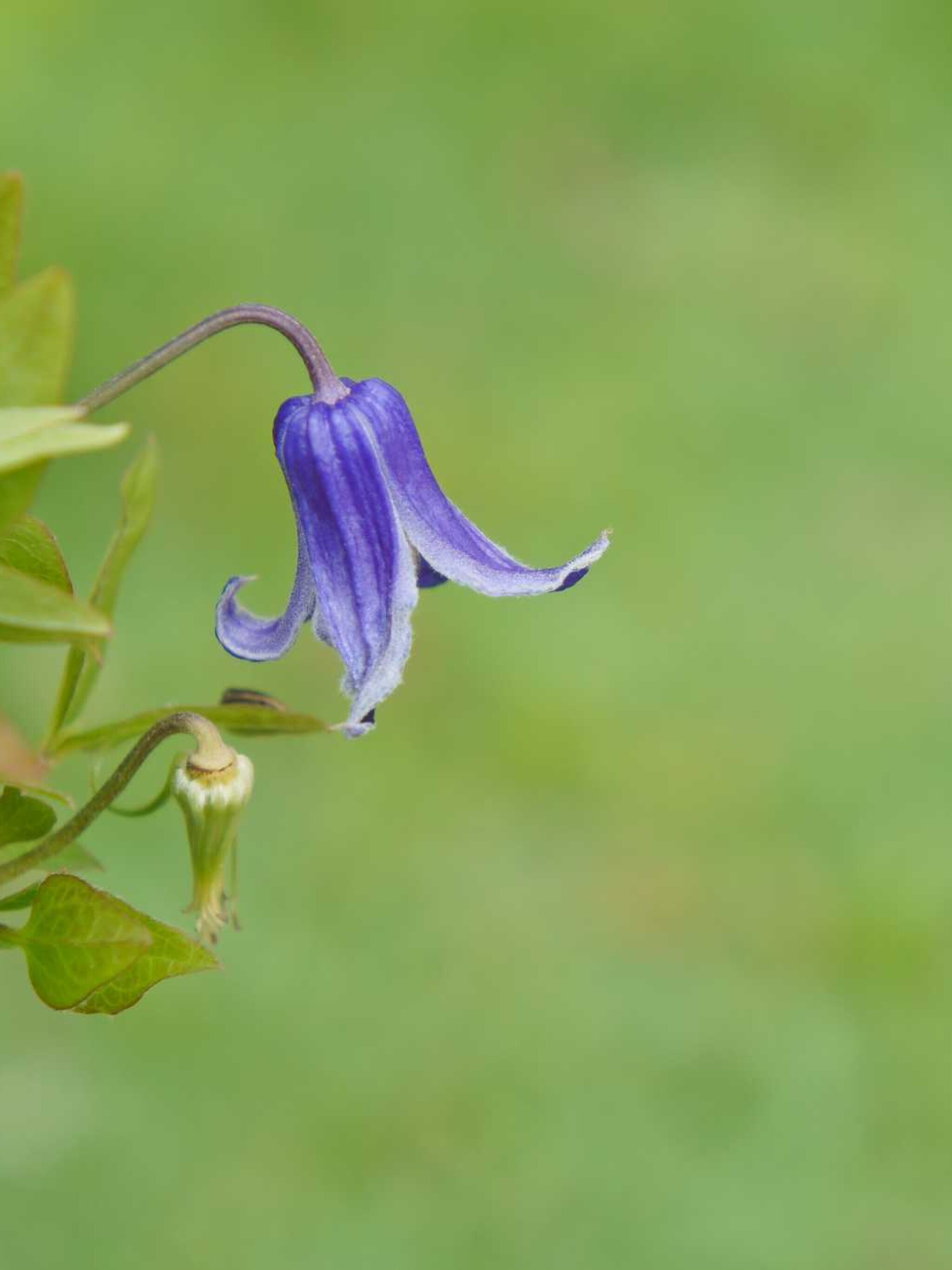 clematis rooguchi