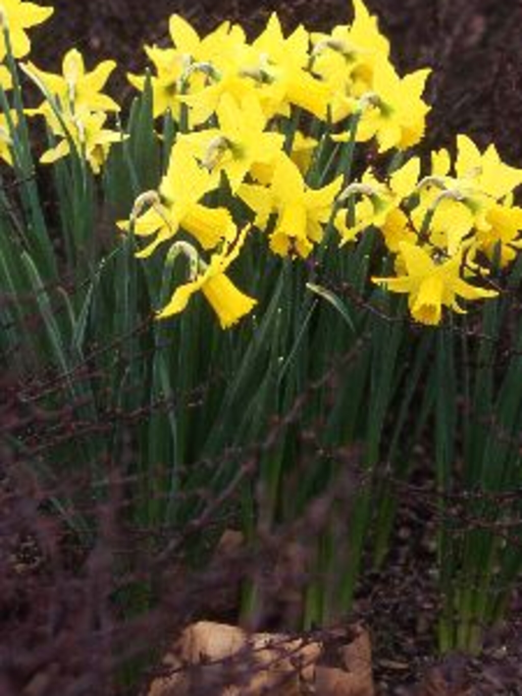 narcis february gold
