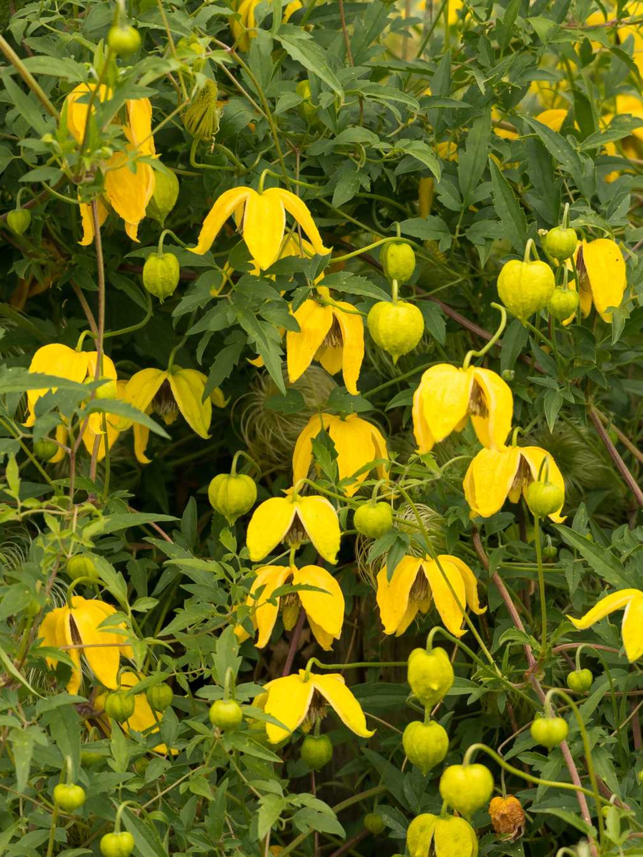 clematis aureolin