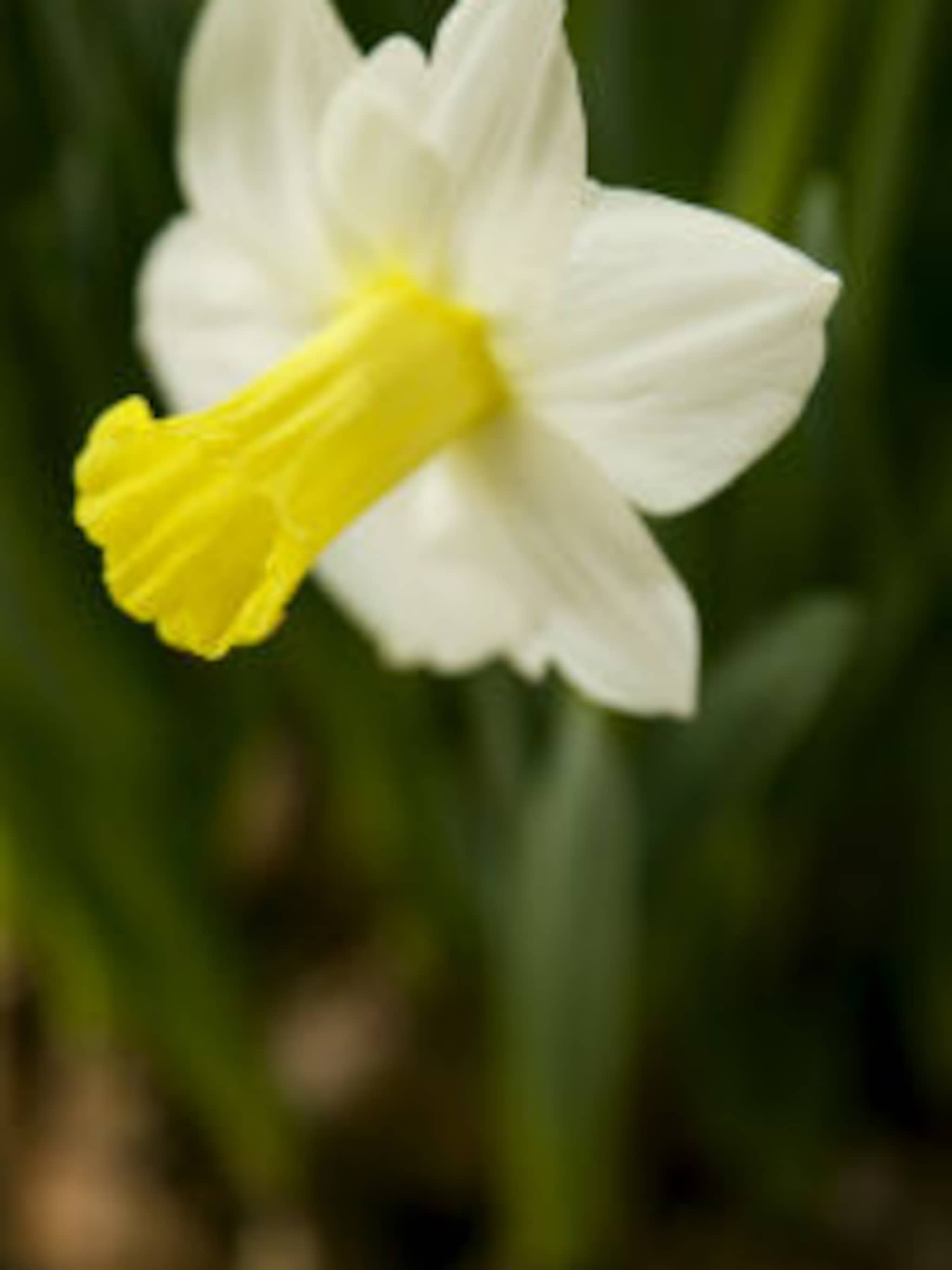 narcis february silver