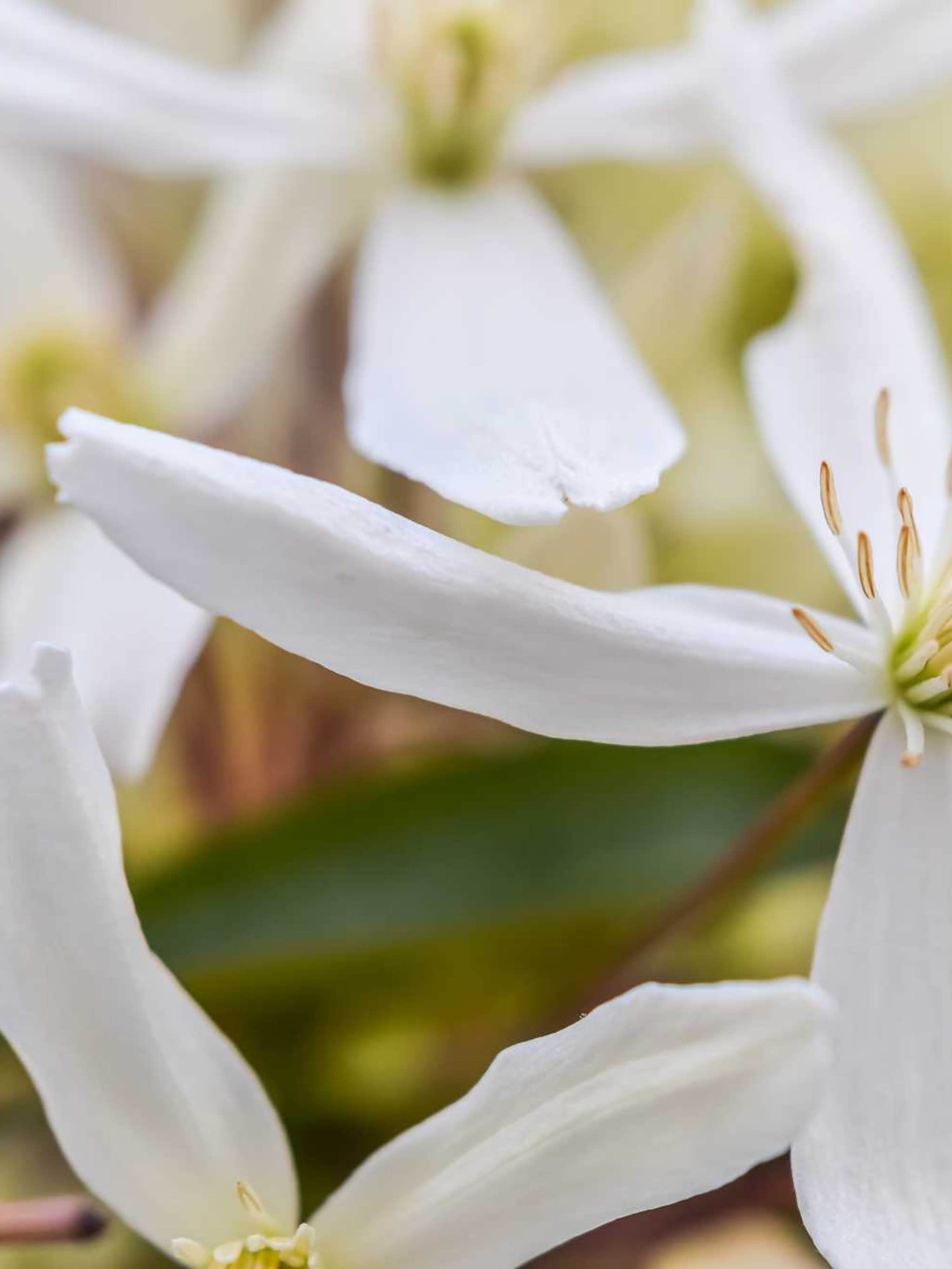 clematis anita