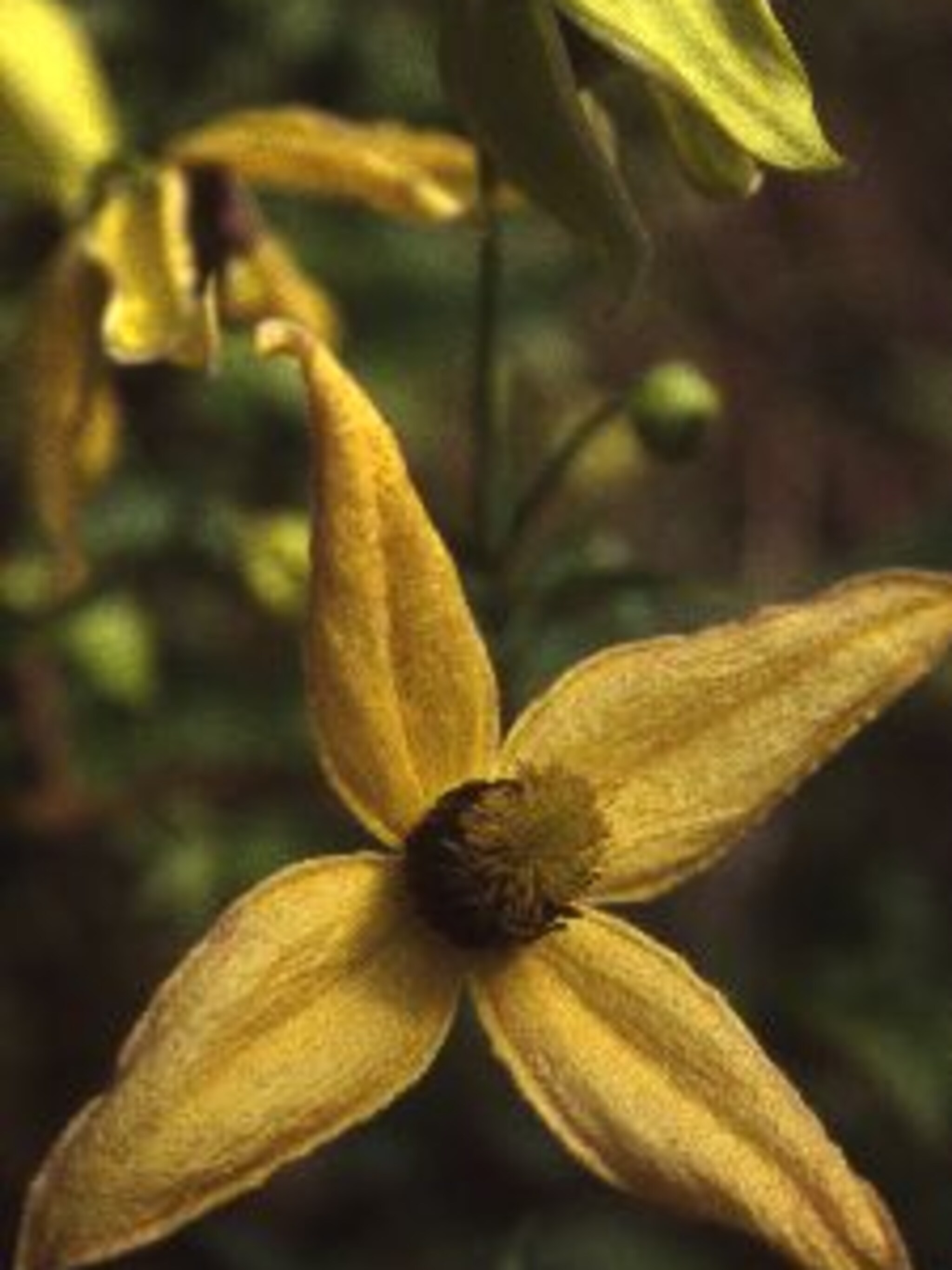 clematis helios
