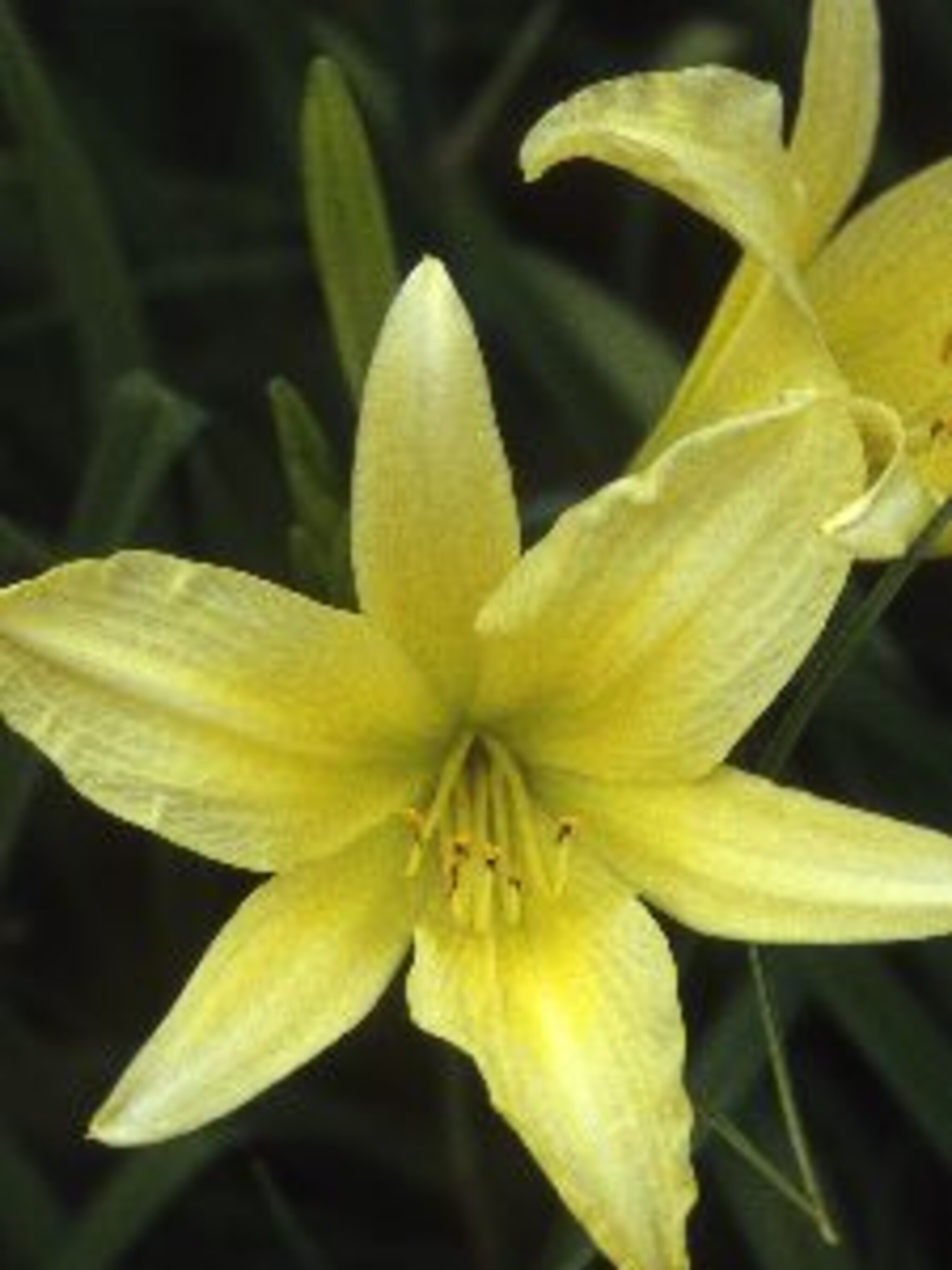 daglelie hemerocallis