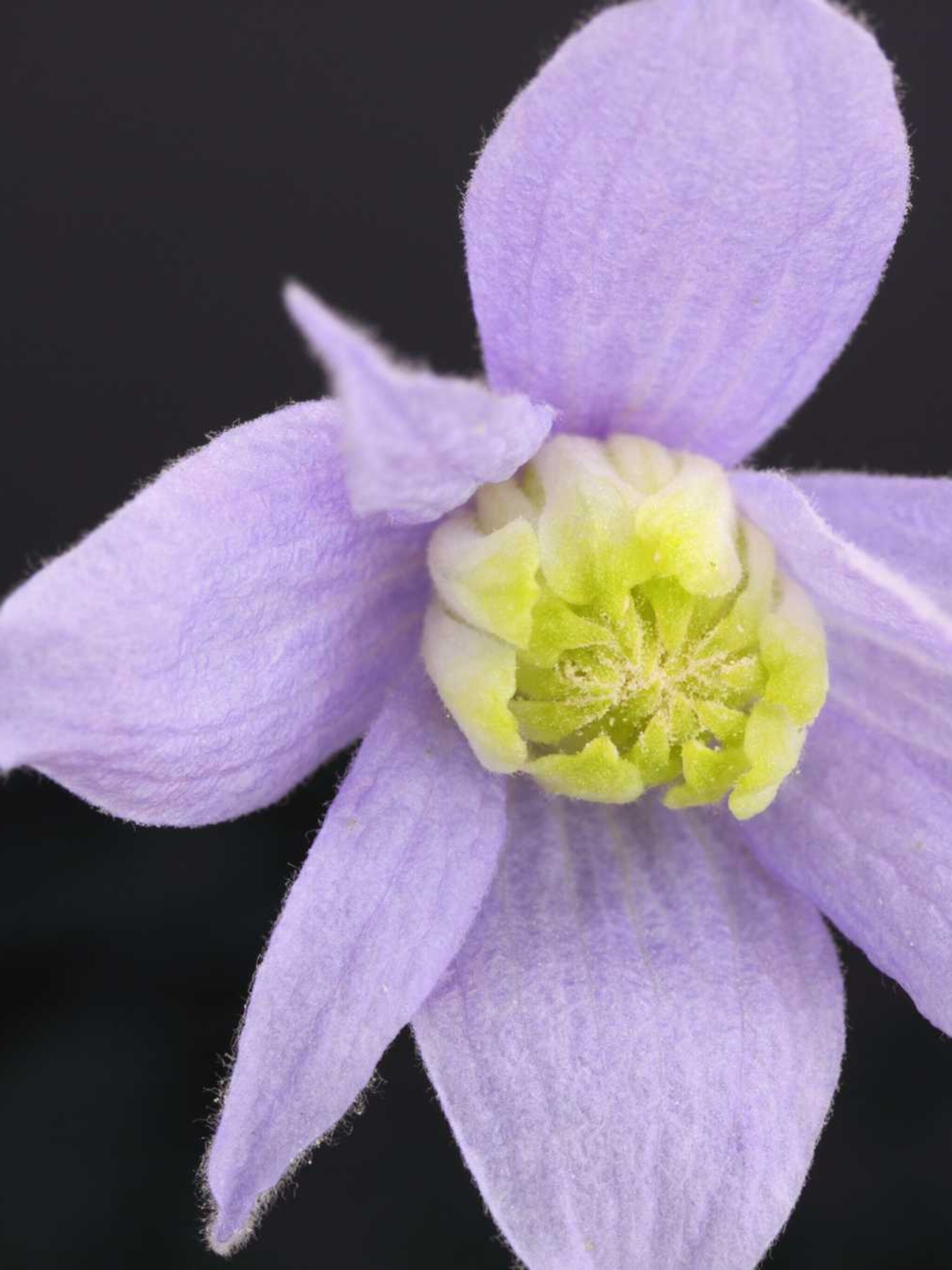 clematis clematis macropetala